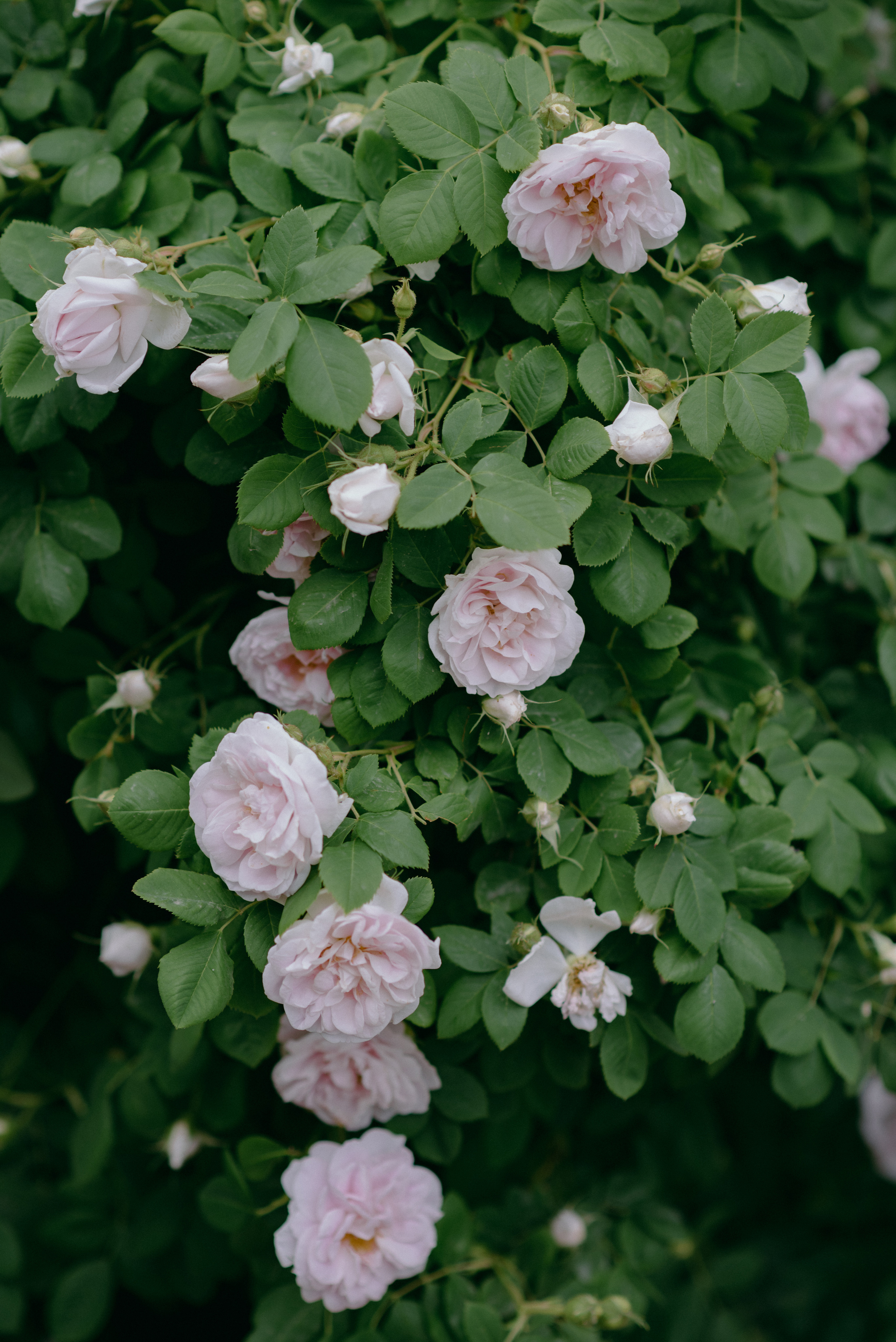 О+Д. Фотограф в Санкт-Петербурге Юлия Стехова