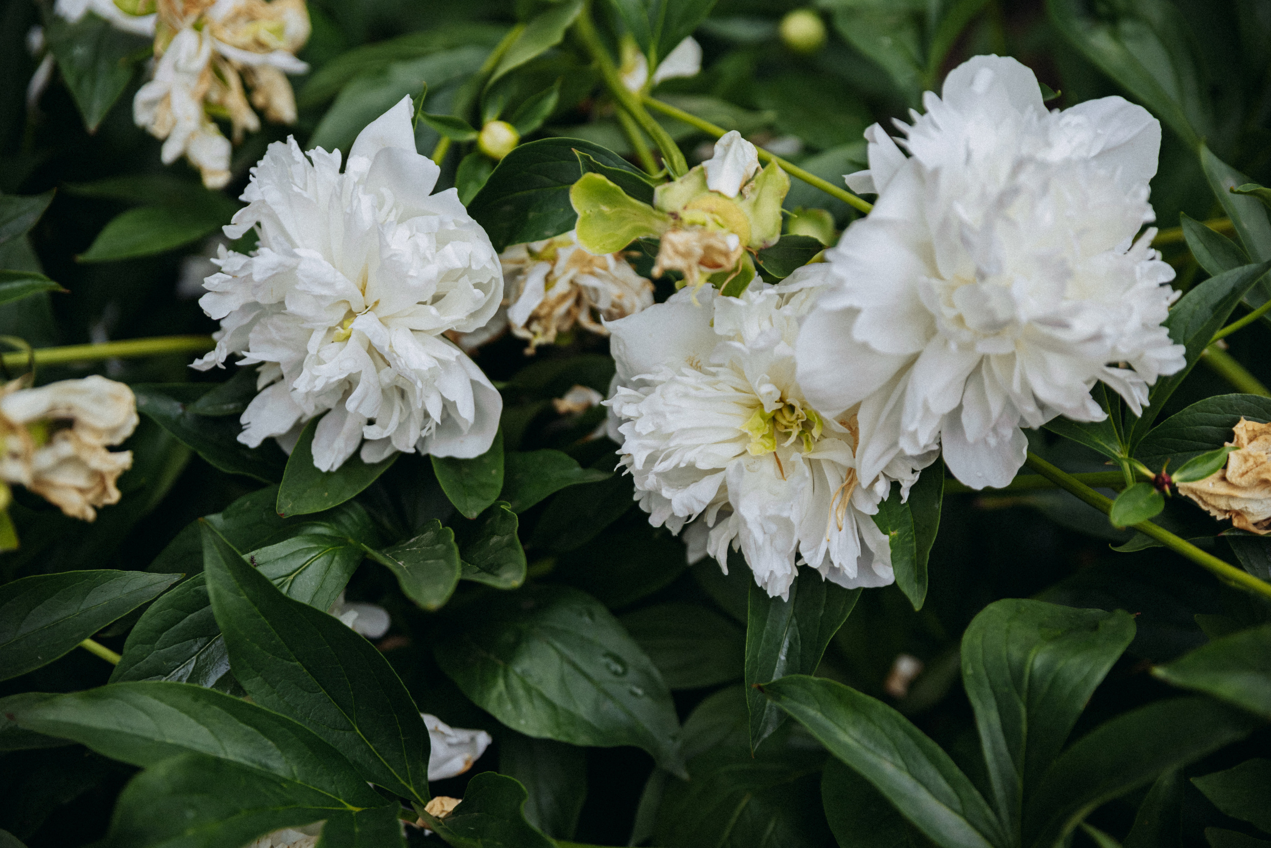 О+Д. Фотограф в Санкт-Петербурге Юлия Стехова