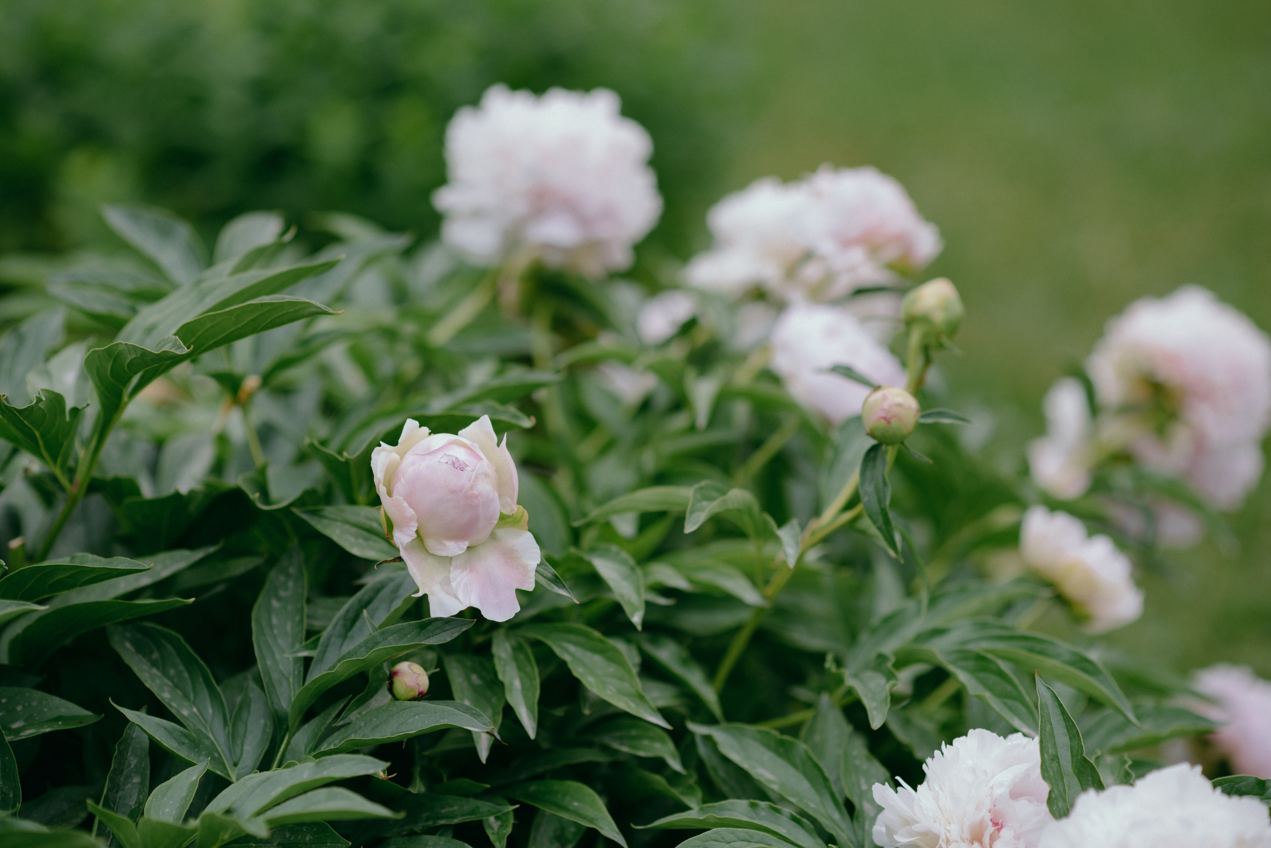 О+Д. Фотограф в Санкт-Петербурге Юлия Стехова