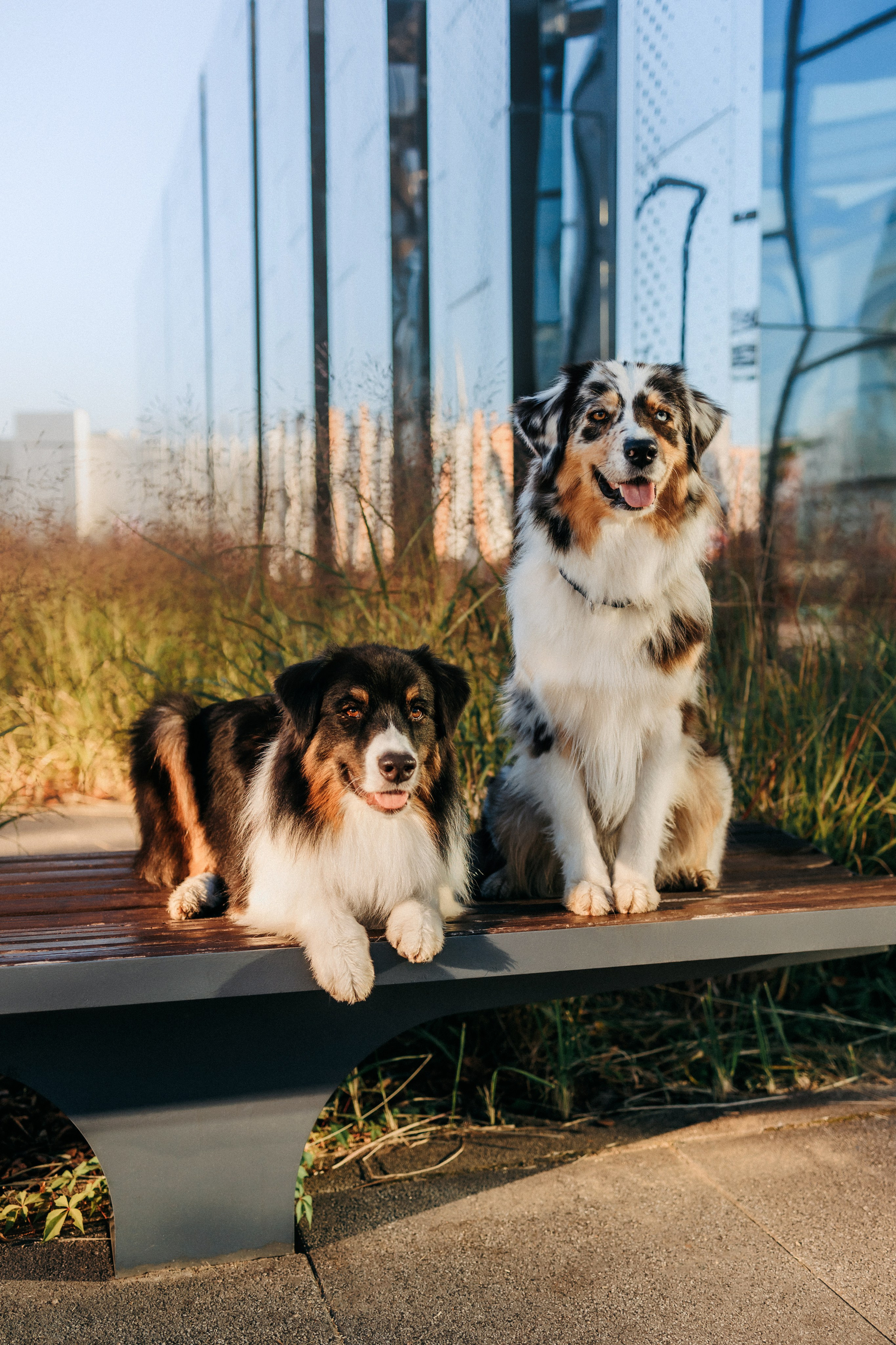 Аня, Чарли и Ева. Фотограф-анималист Елена Радченко, Москва