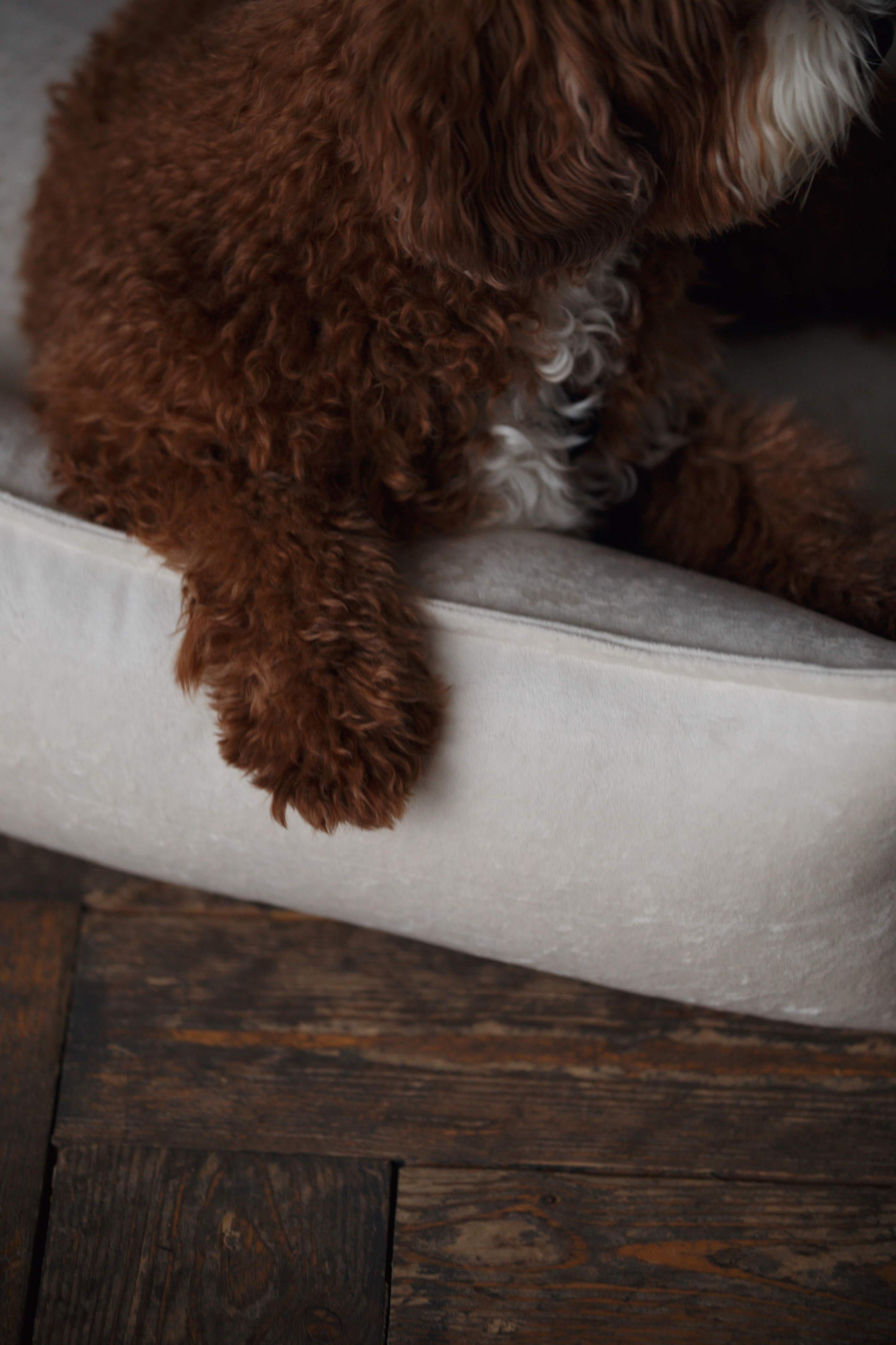 Bmbh лежанки и адресники. Фотограф анималист Кристина Карпова, Москва