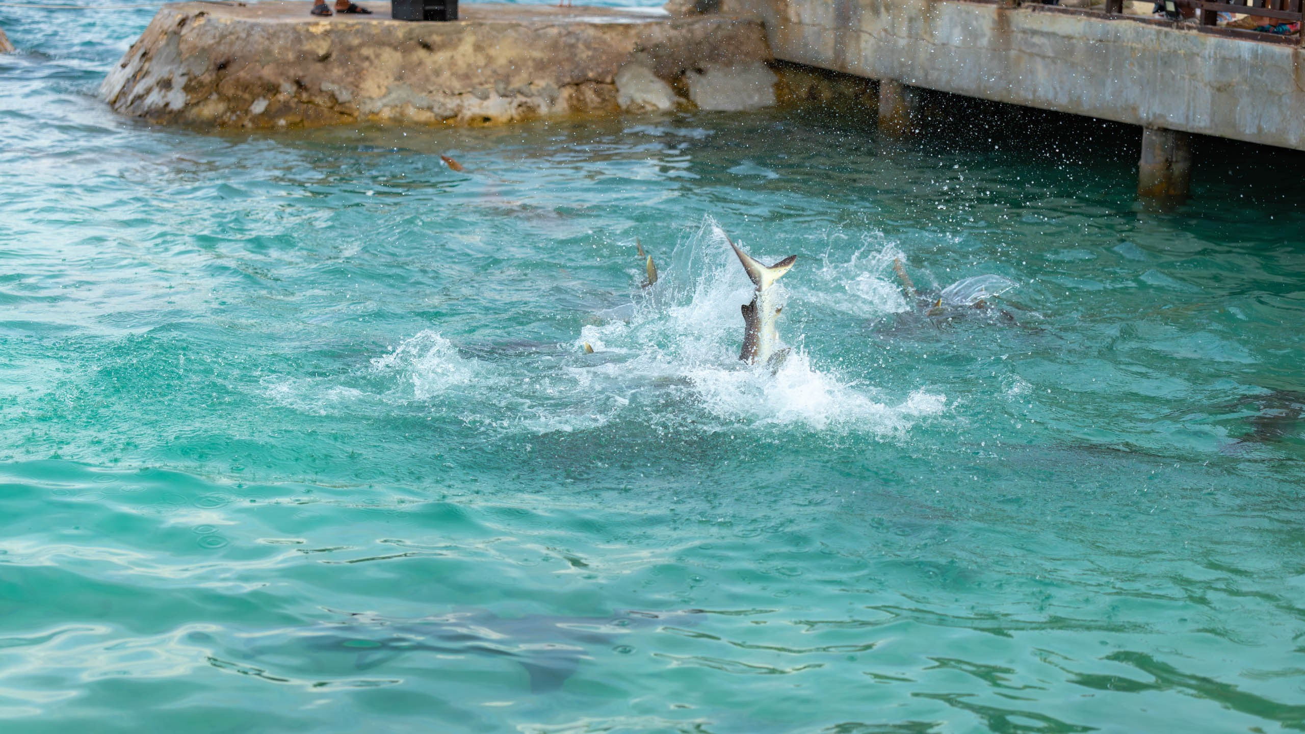 Мальдивы, Ellaidhoo Maldives by Cinnamon