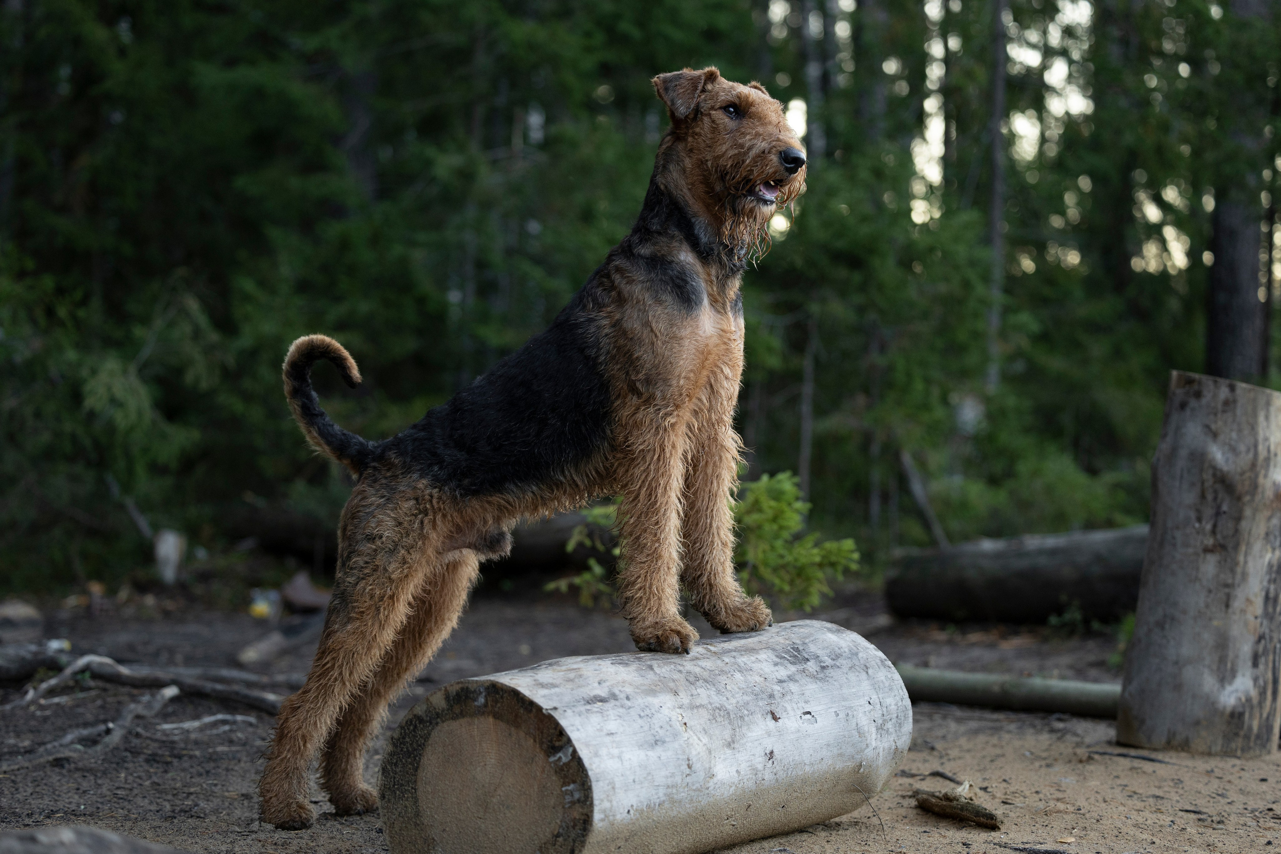 Харди. Фотограф-анималист Анна Маринич