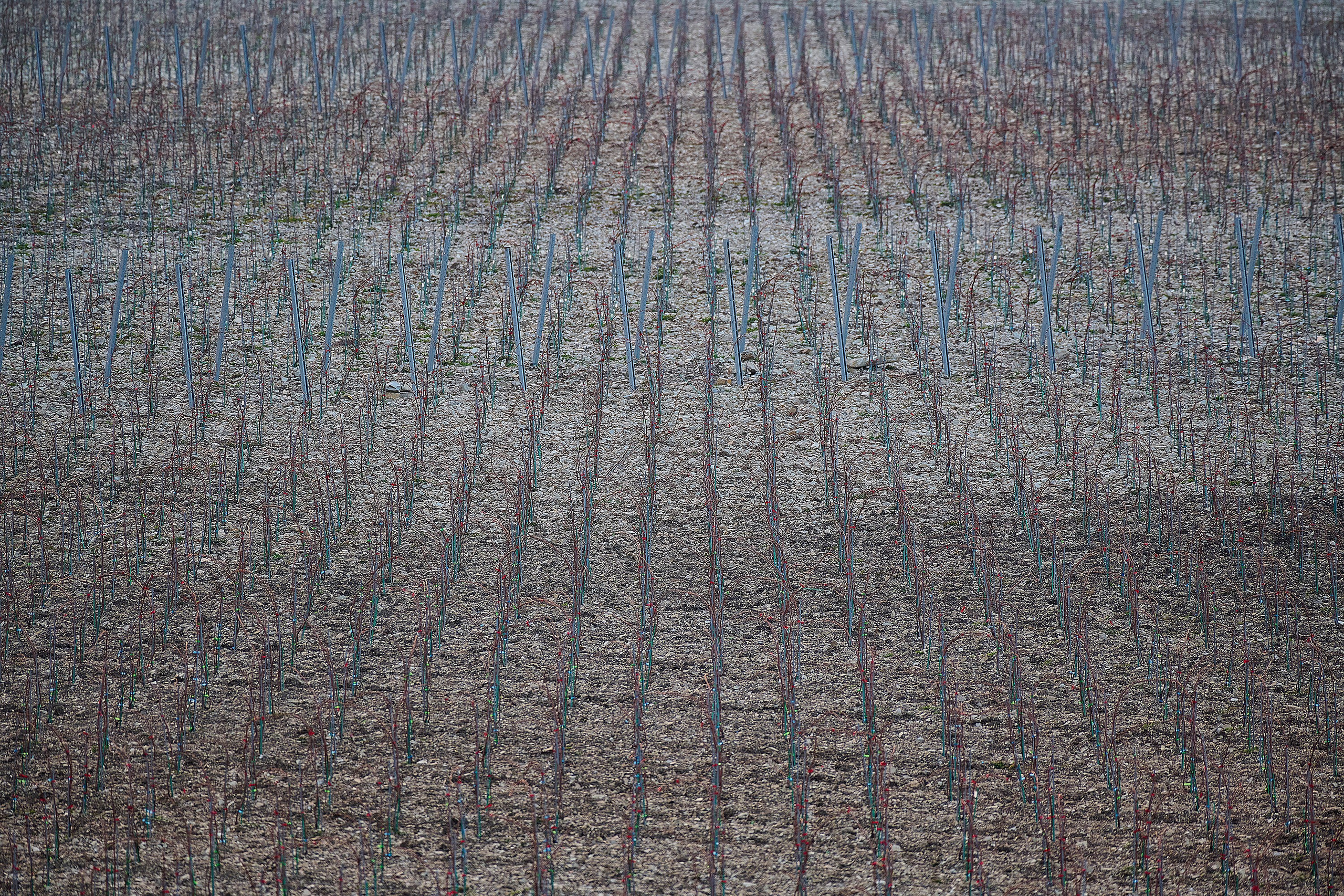 Виноградник