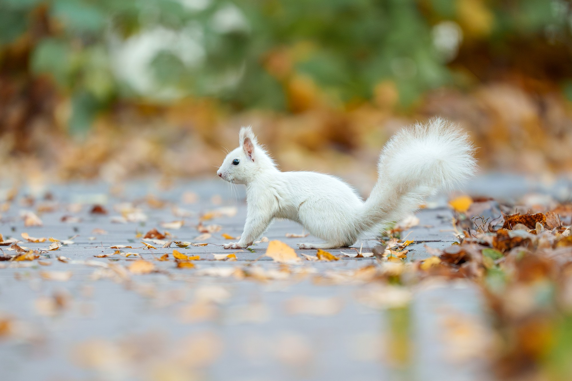 Животные. Ваш личный фотограф Марина Волкова