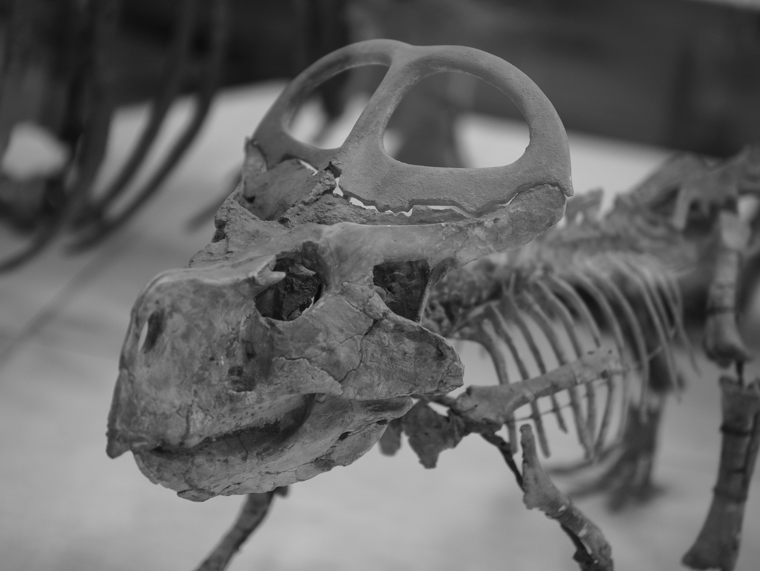 2023.06 С семьей в Палеонталогический музей. Любитель фотографии Алексей Ковалев
