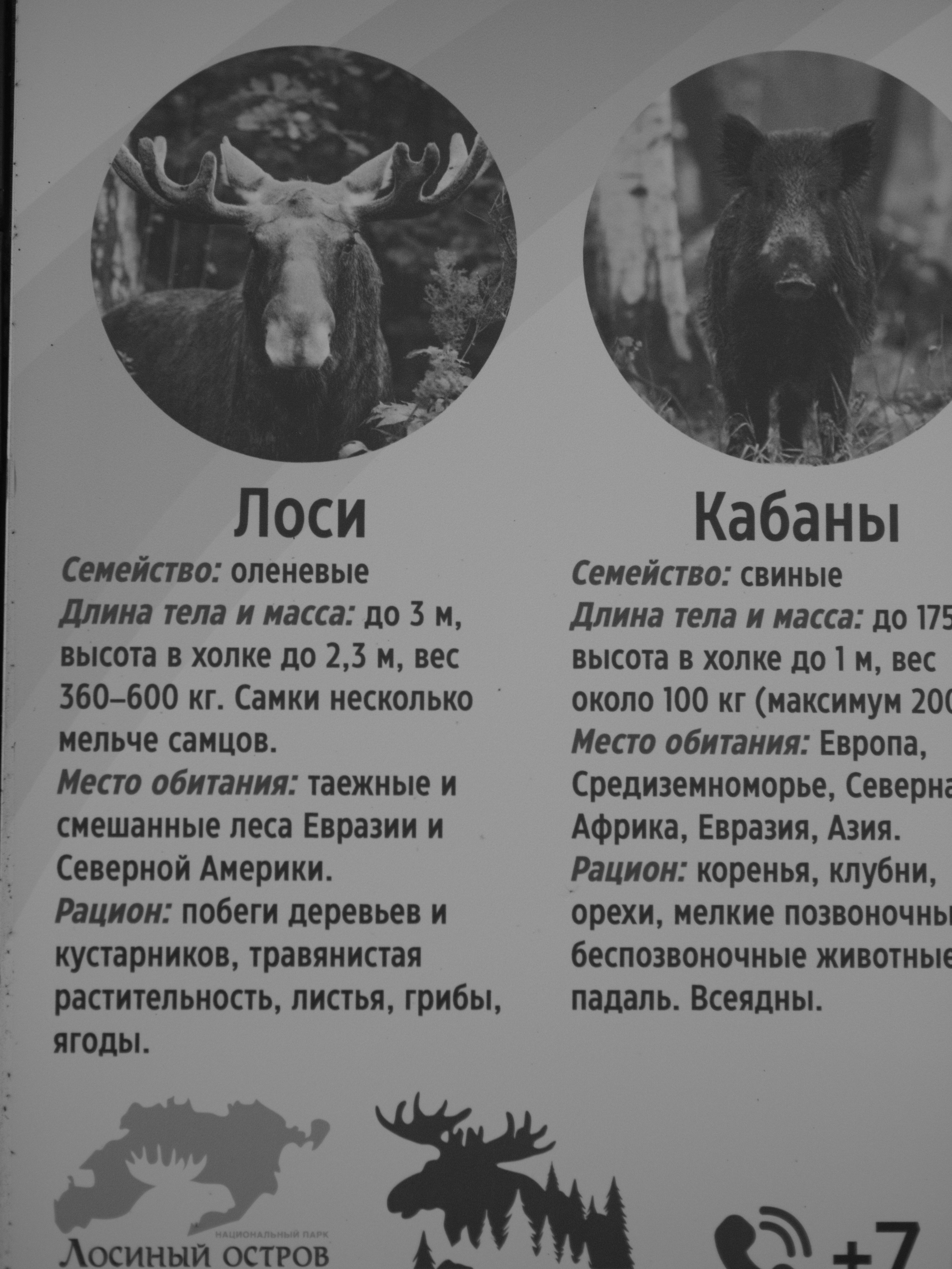 2024.10 Семейный выезд «Лосиный остров». Любитель фотографии Алексей Ковалев