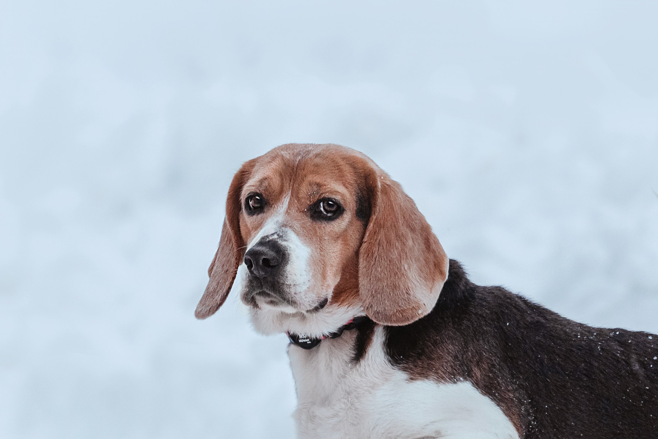 Дом для Биглей 2023. Фотограф-анималист Татьяна Степанова