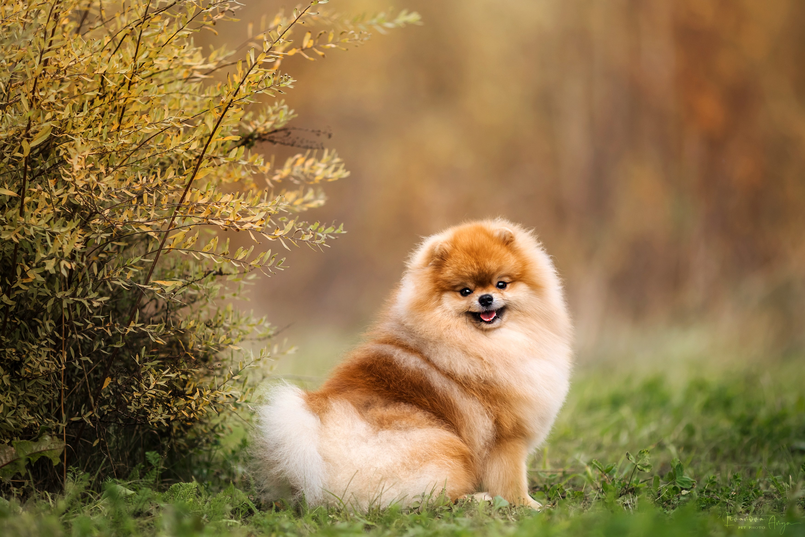 Шпицы и чихуахуа. Фотограф анималист Аня Ливанова | Рыбинск