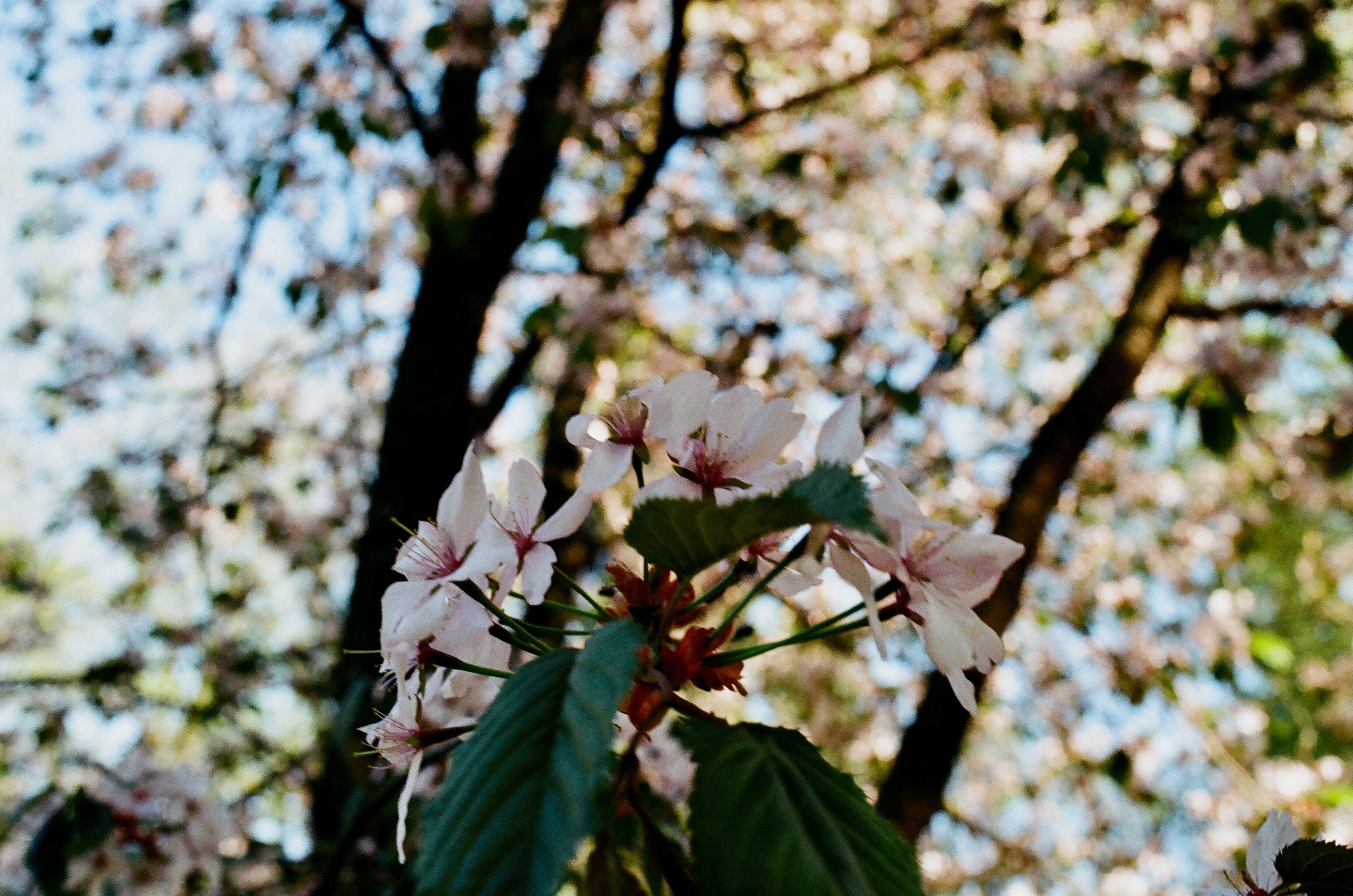 Film. Ruslan UI Dev Page