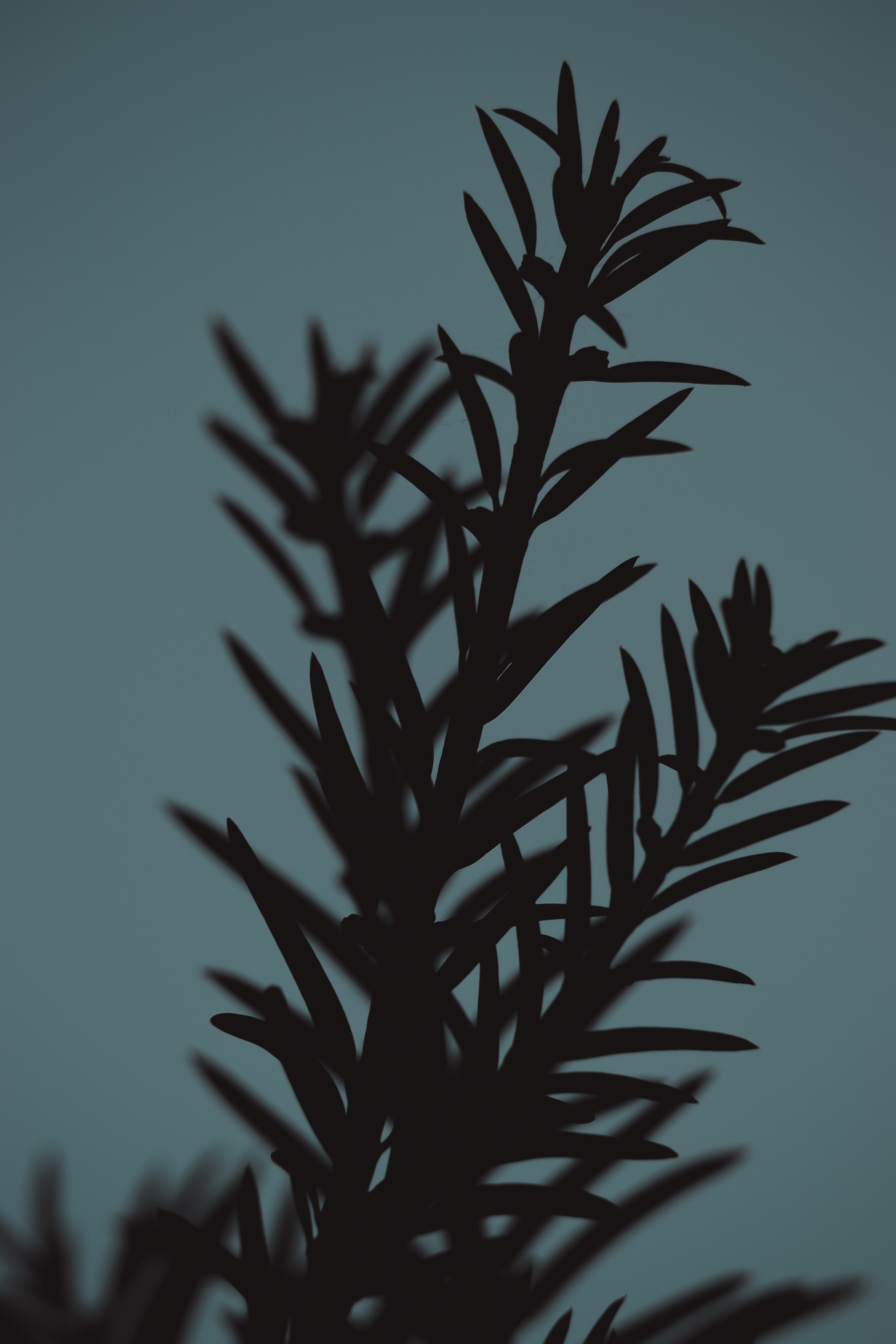 Р А С Т Е Н И Я. — Digital Noise —