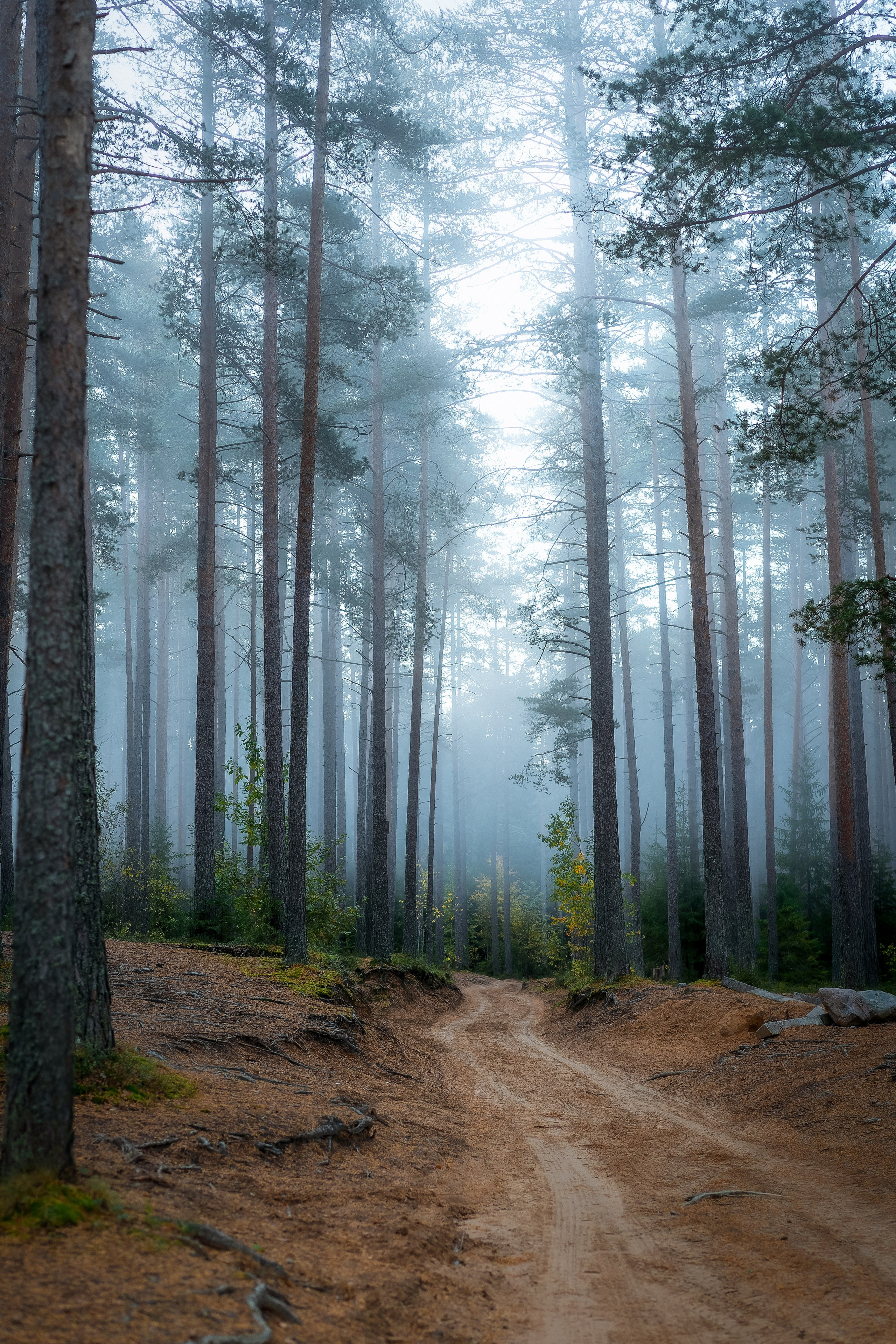 Тропа в туманный лес