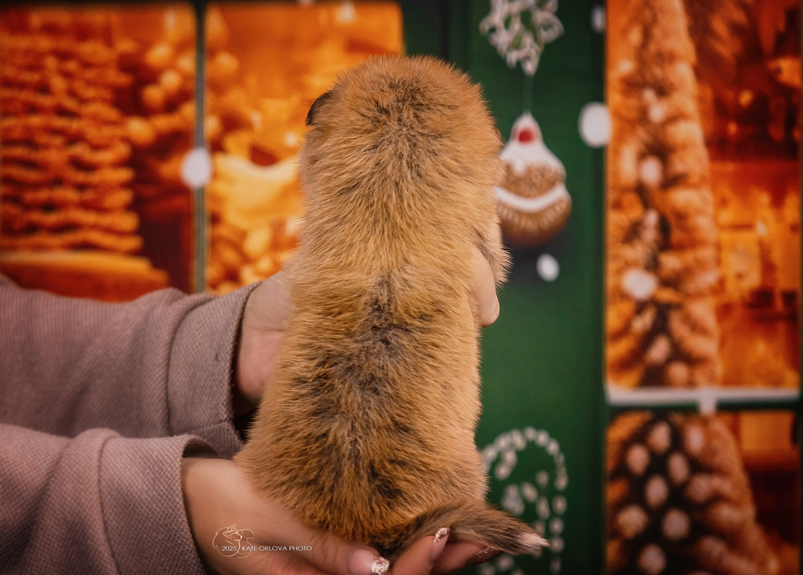 А — Кола и Цесей. Kawaii Kuma питомник собак пород Корги пемброк, Акита ину, Сиба