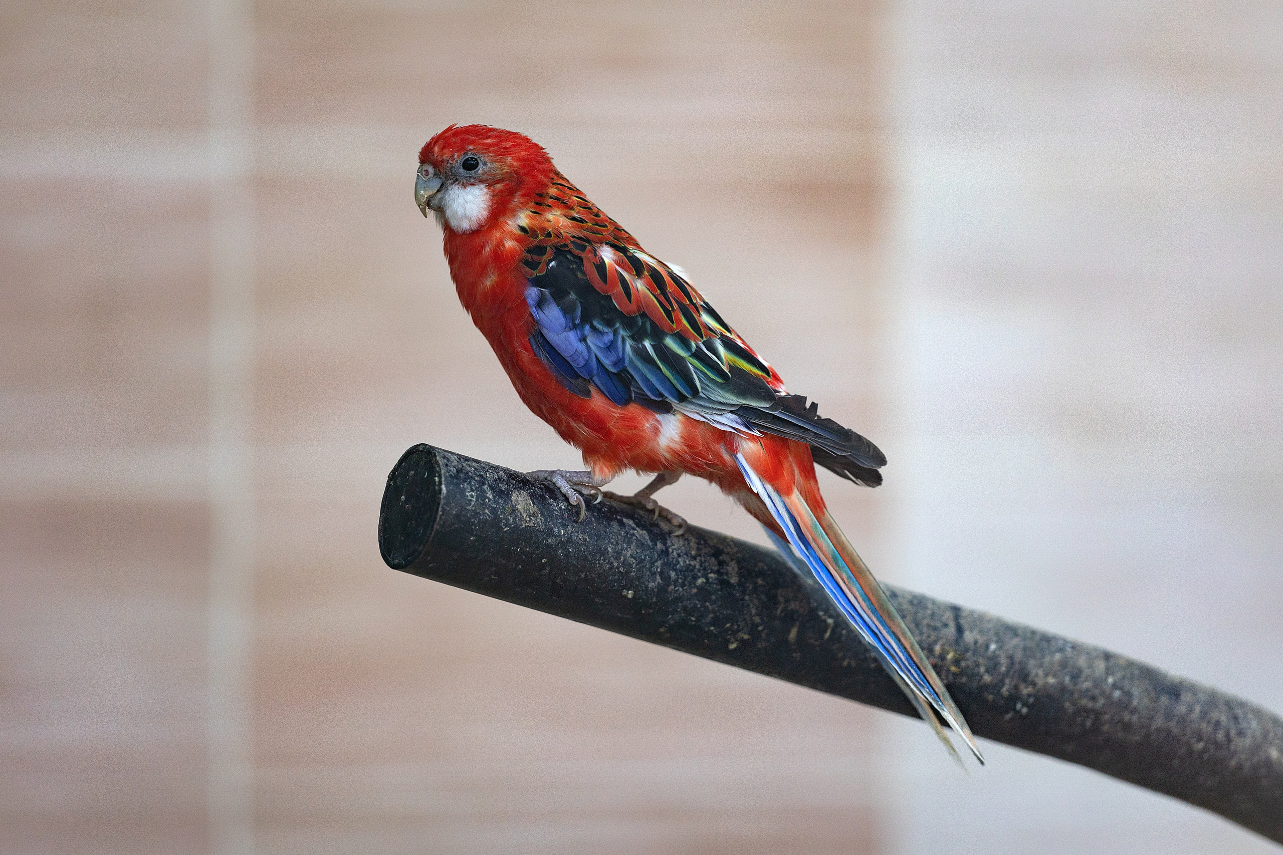 Анималистика