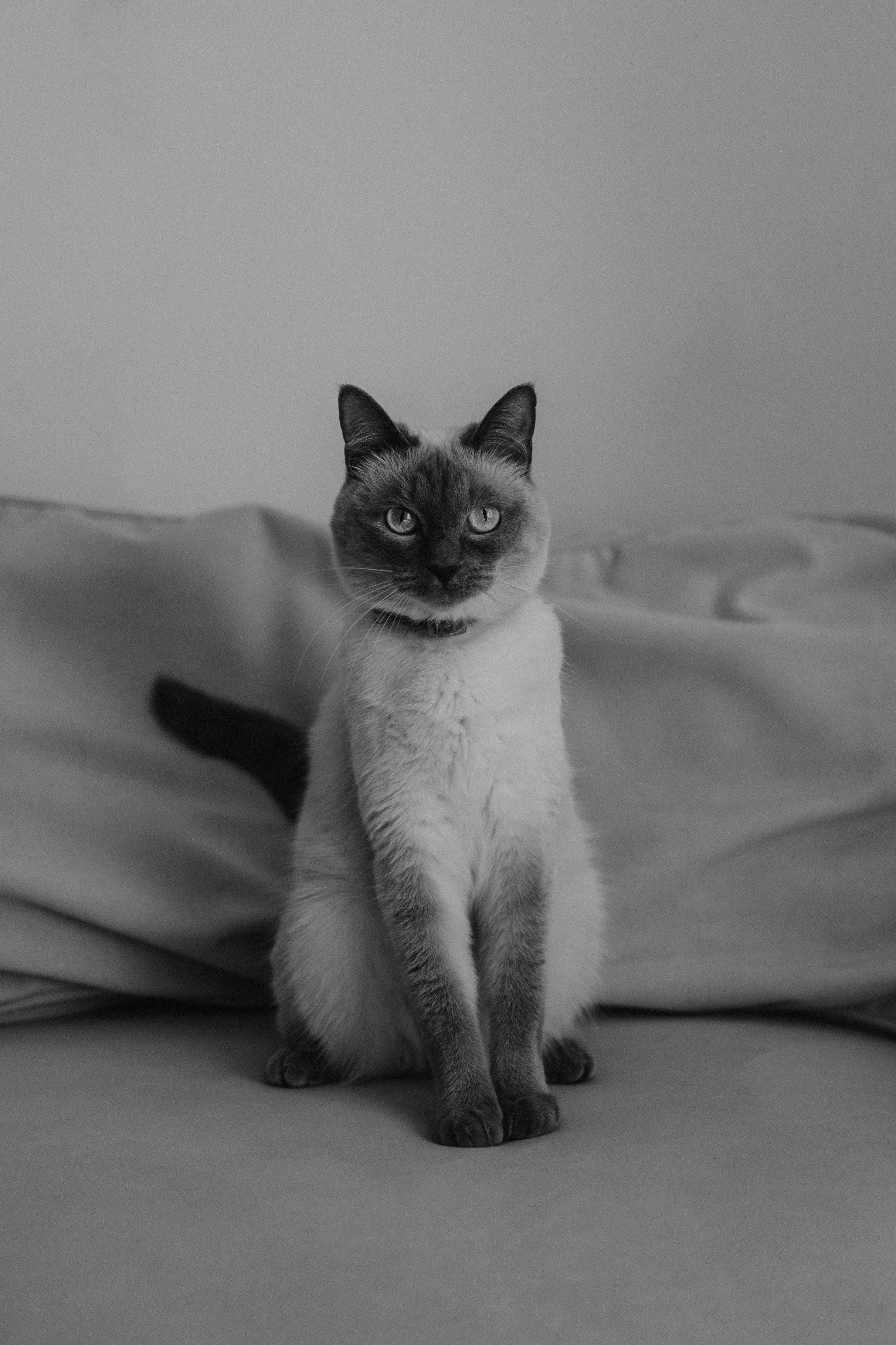 Бэлла, Деми и Луна. Фотораф — анималист Мария Шистка