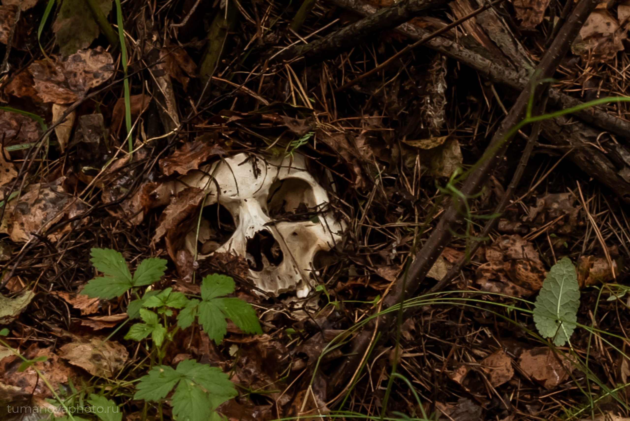 Reverence или как кино в Сибири снимали. Фотограф в Новосибирске Юлия Туманова