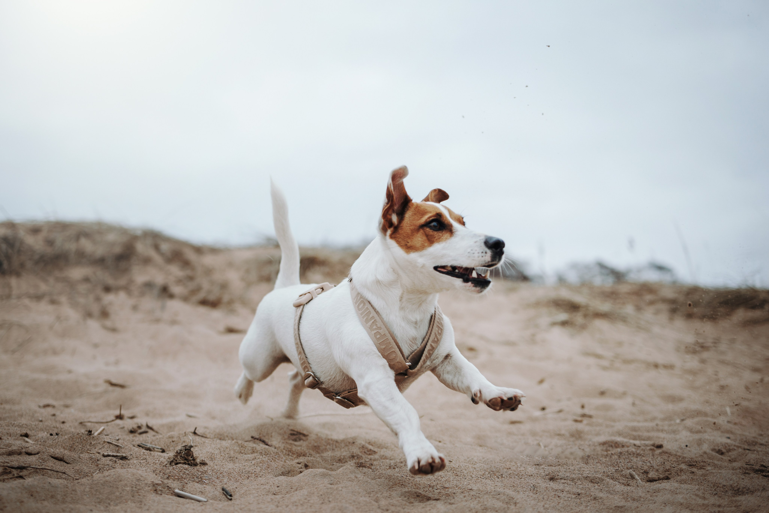 Саша и Джеки. Фотограф — Анималист | Санкт-Петербург