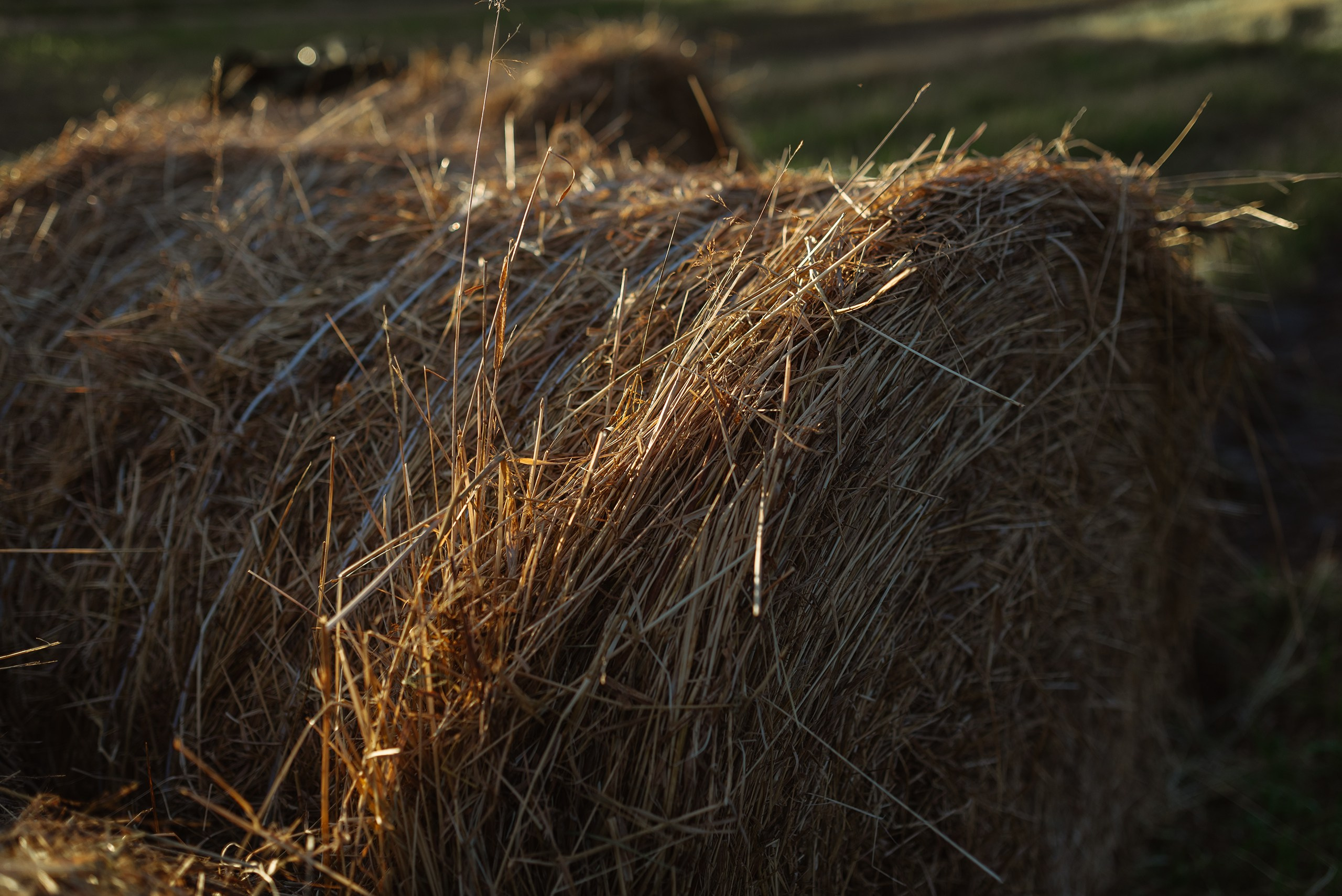 Невидимый спектр. Komonev