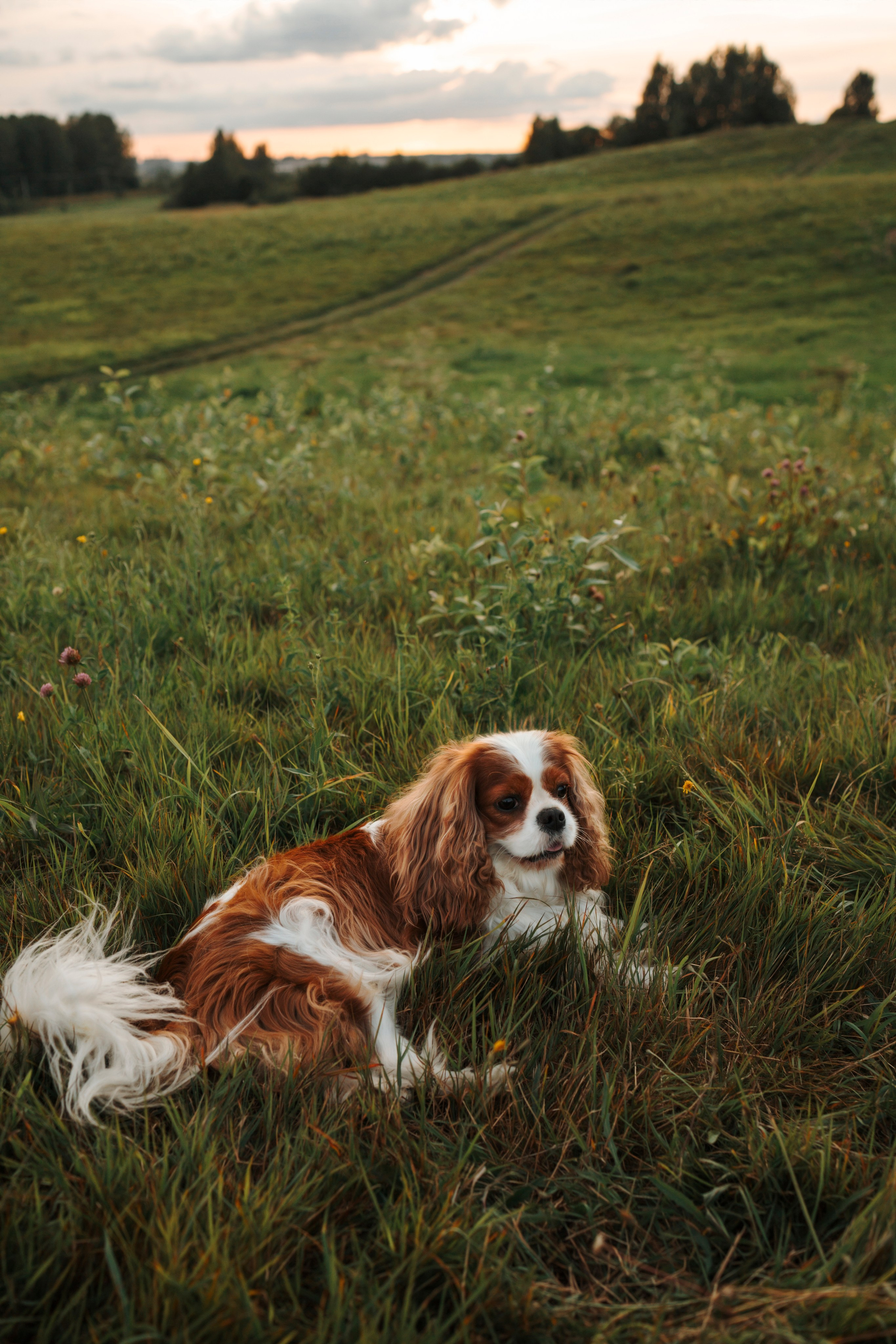 На закате Катерина, Луна и Рикки. Фотограф-анималист в Санкт-Петеребурге Титова Алиса