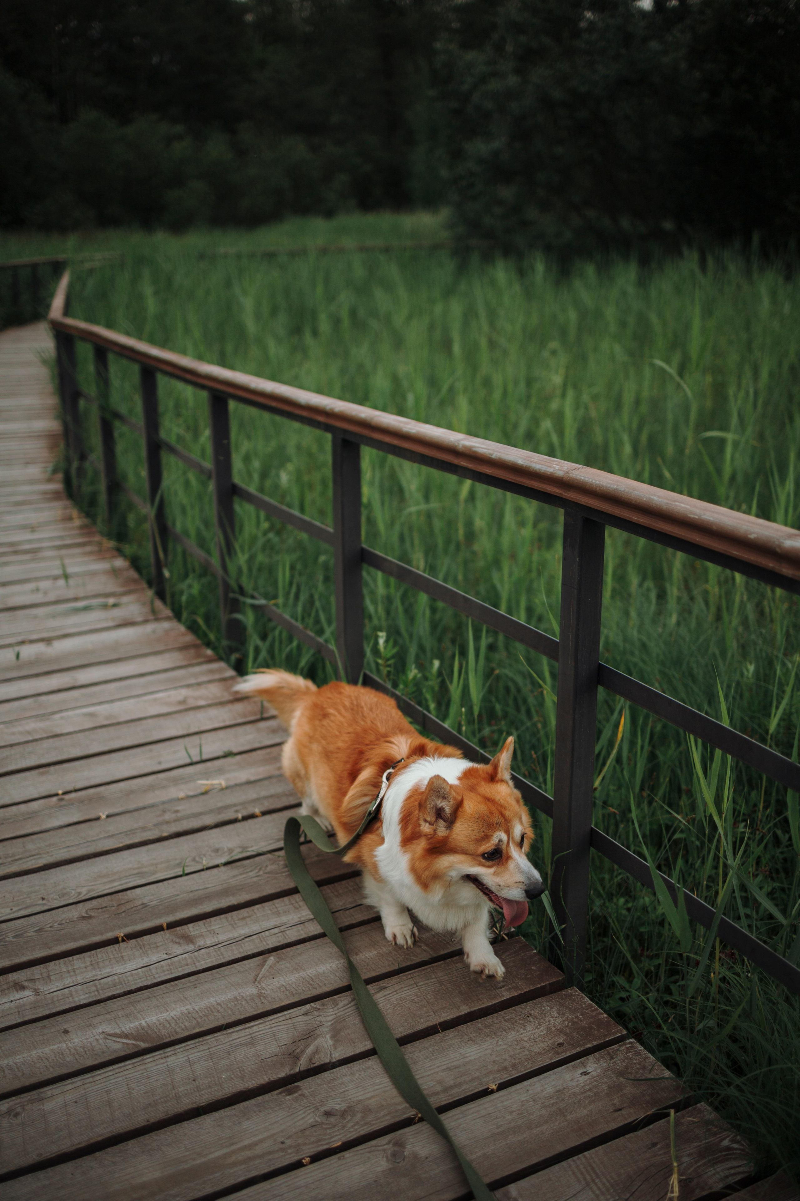 Даша и корги Рудик. Фотограф-анималист в Санкт-Петеребурге Титова Алиса