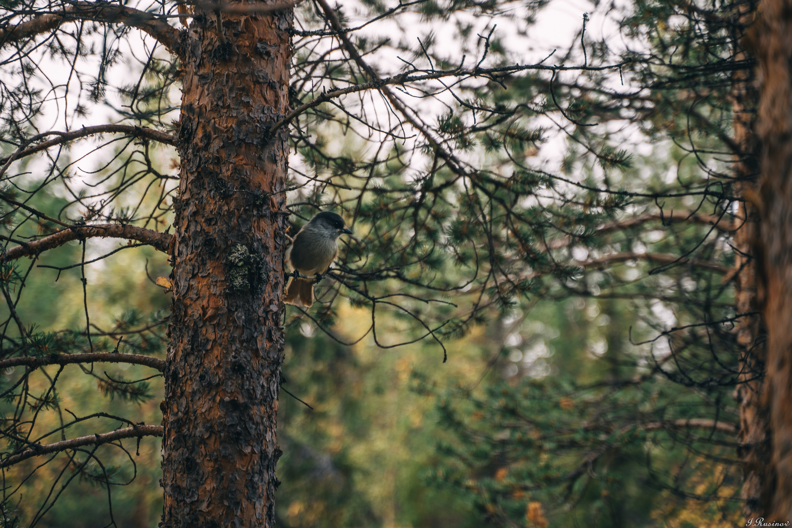 ХИБИНЫ 2021 г. Event фотограф Степанова Александра