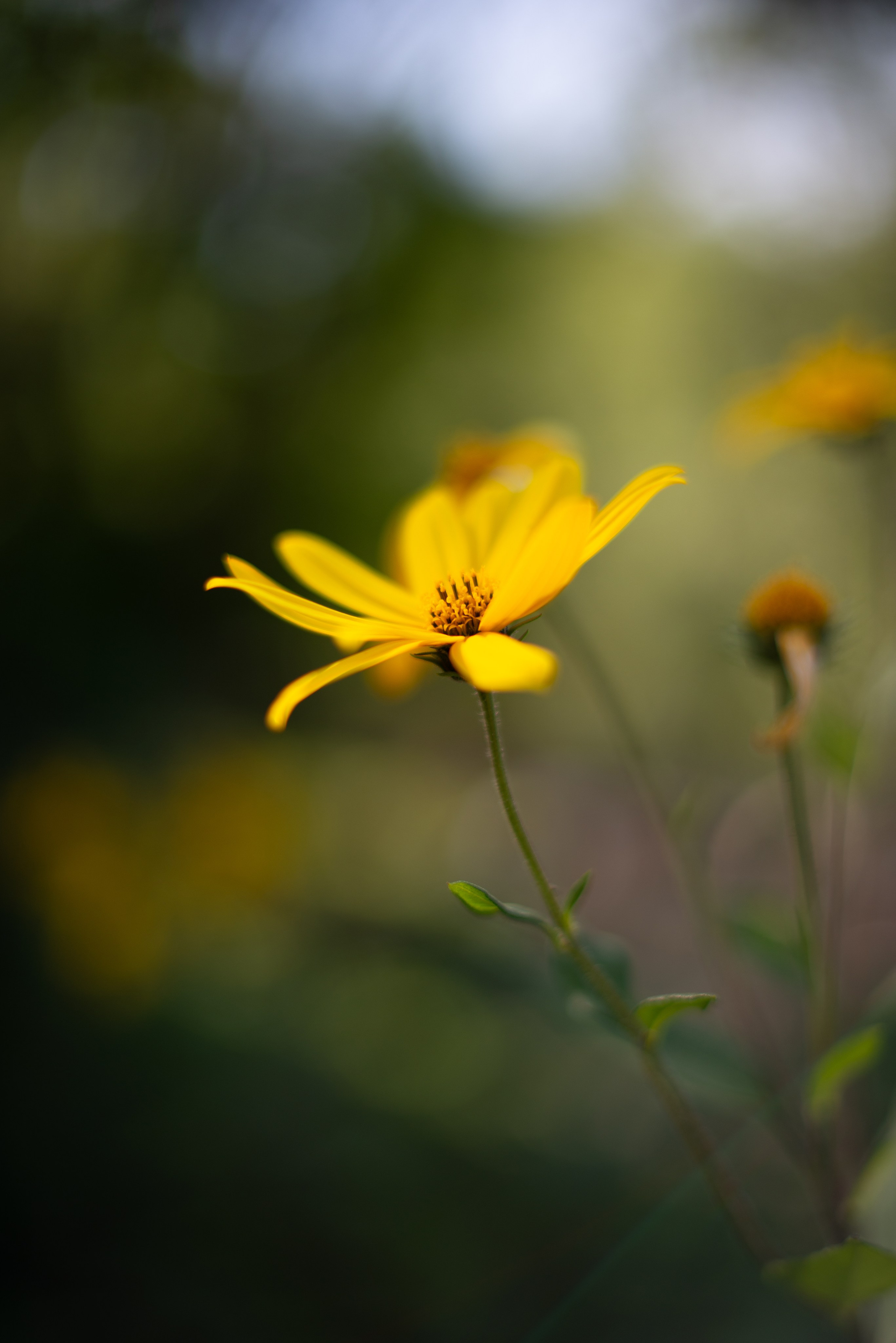 Цветы сада МГУ. Victoria Radjevna Репортажный Фотограф — Видеограф Москва • Санкт-Петербург