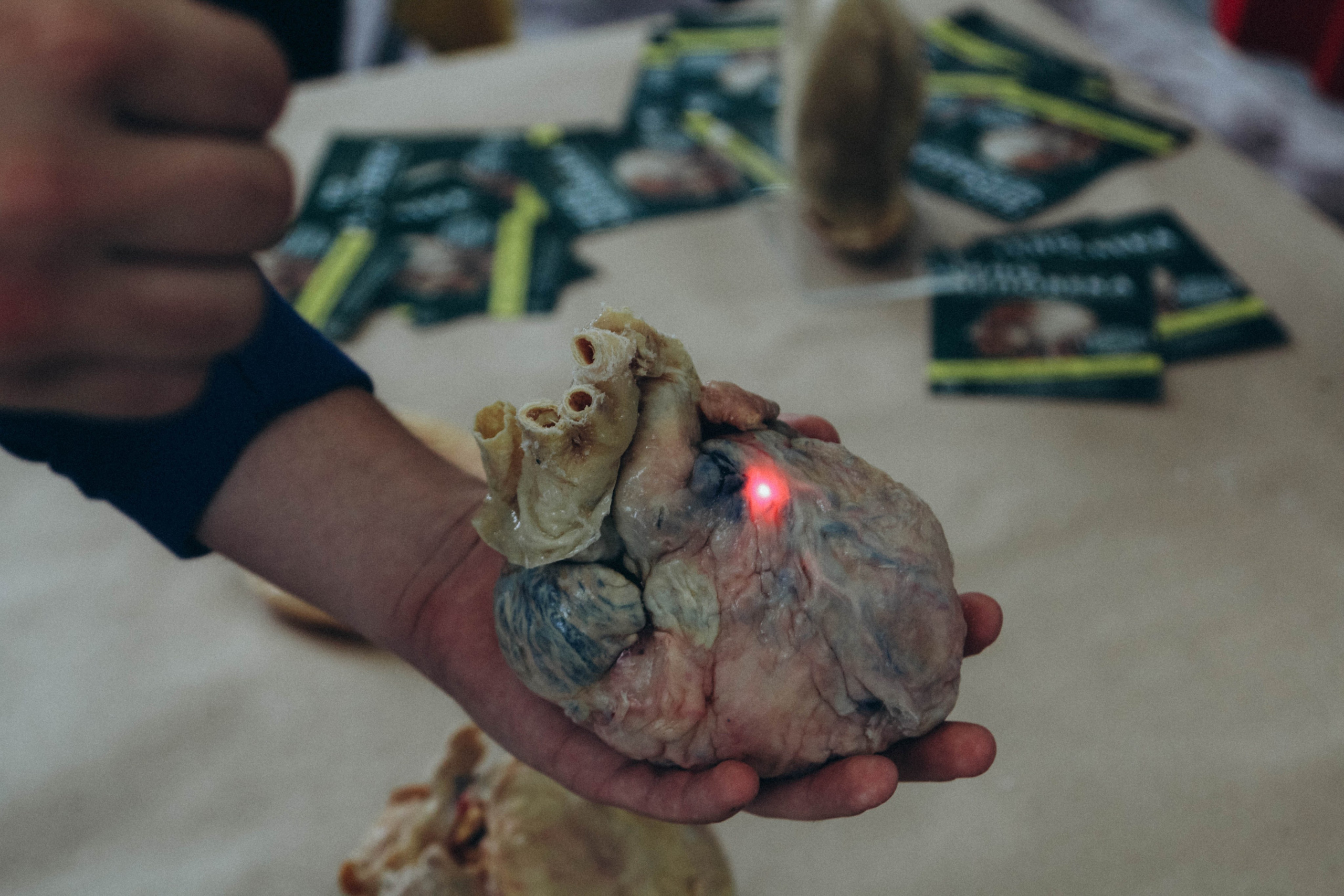 Фестиваль LifePicnik на Елагином острове. Репортажный фотограф во Всеволожске и Санкт-Петербурге Владимир Капустин