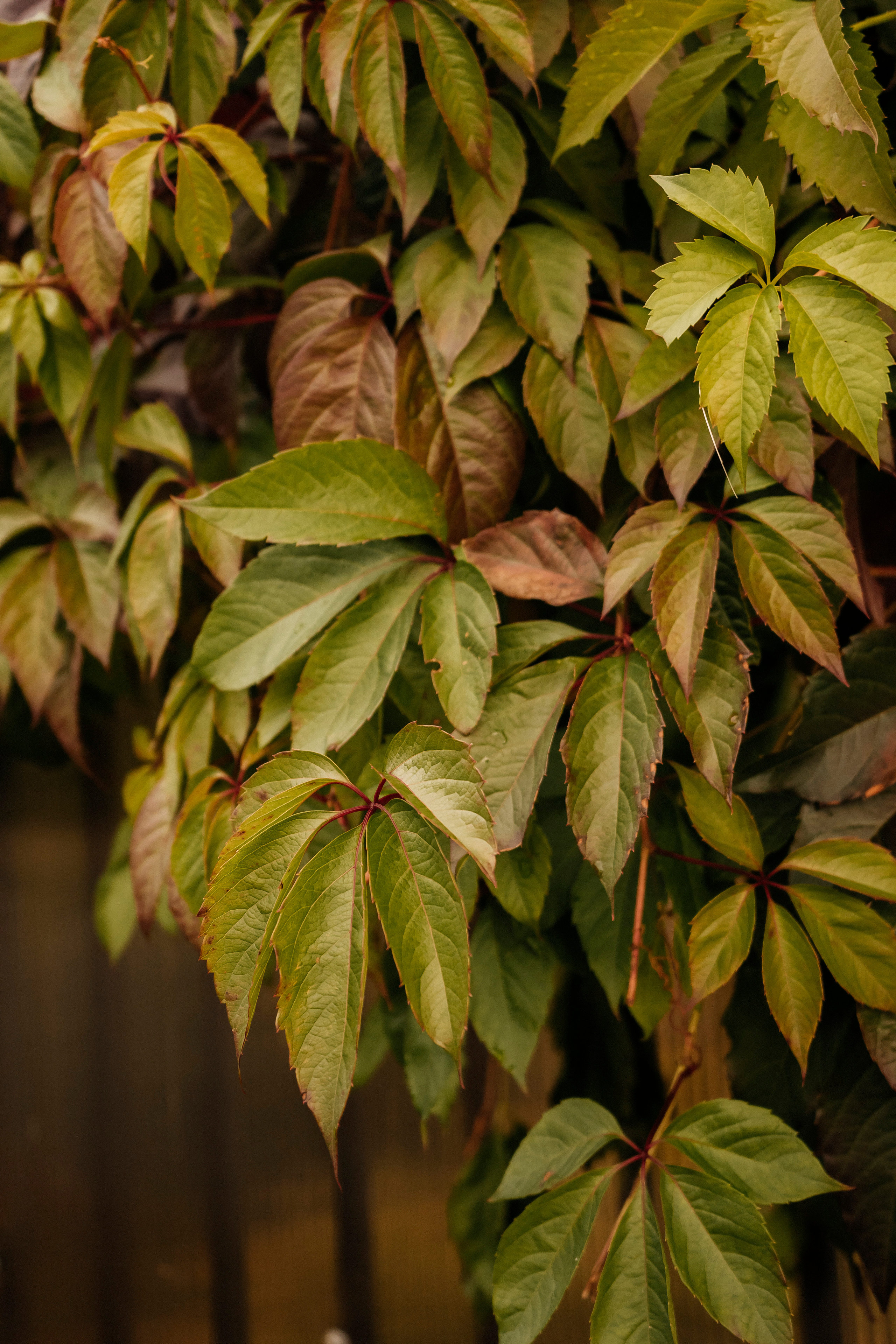 Руслана. Главная