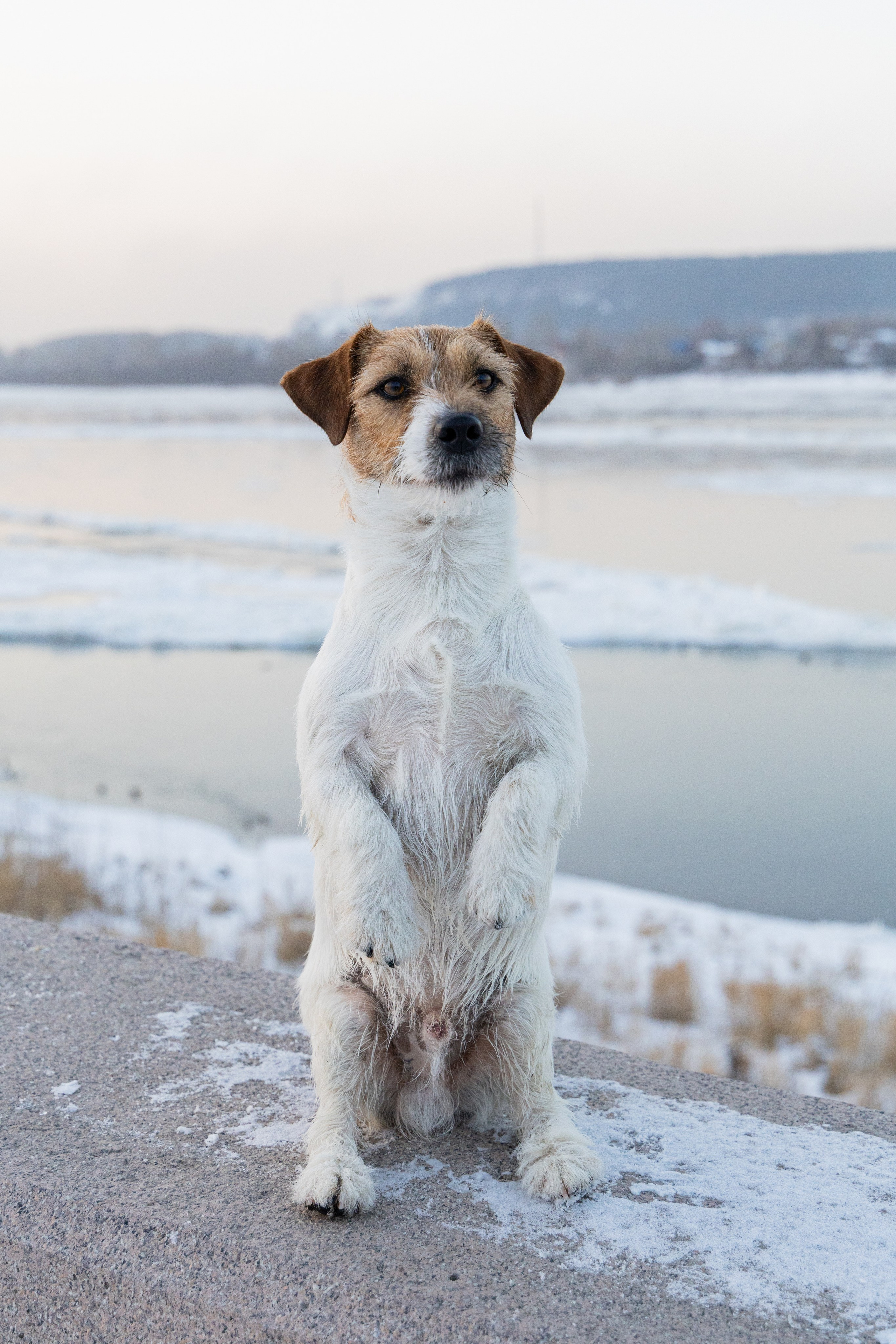 Фотосъёмка животных. Профессиональная коммерческая, промышленная и репортажная фотосъёмка для бизнеса