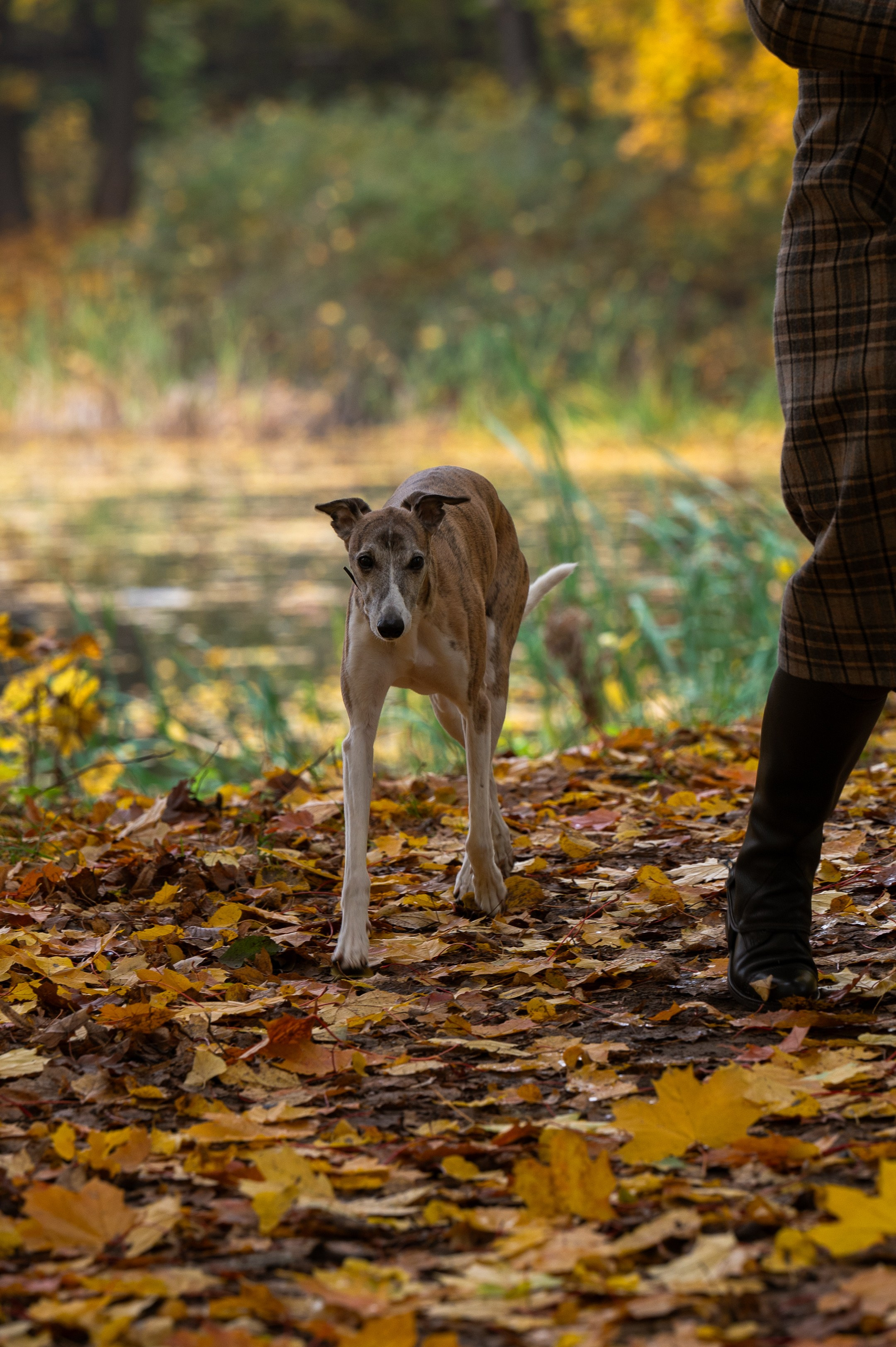 Diana and Freddo. Photographer in Moscow Anna Chistiakova
