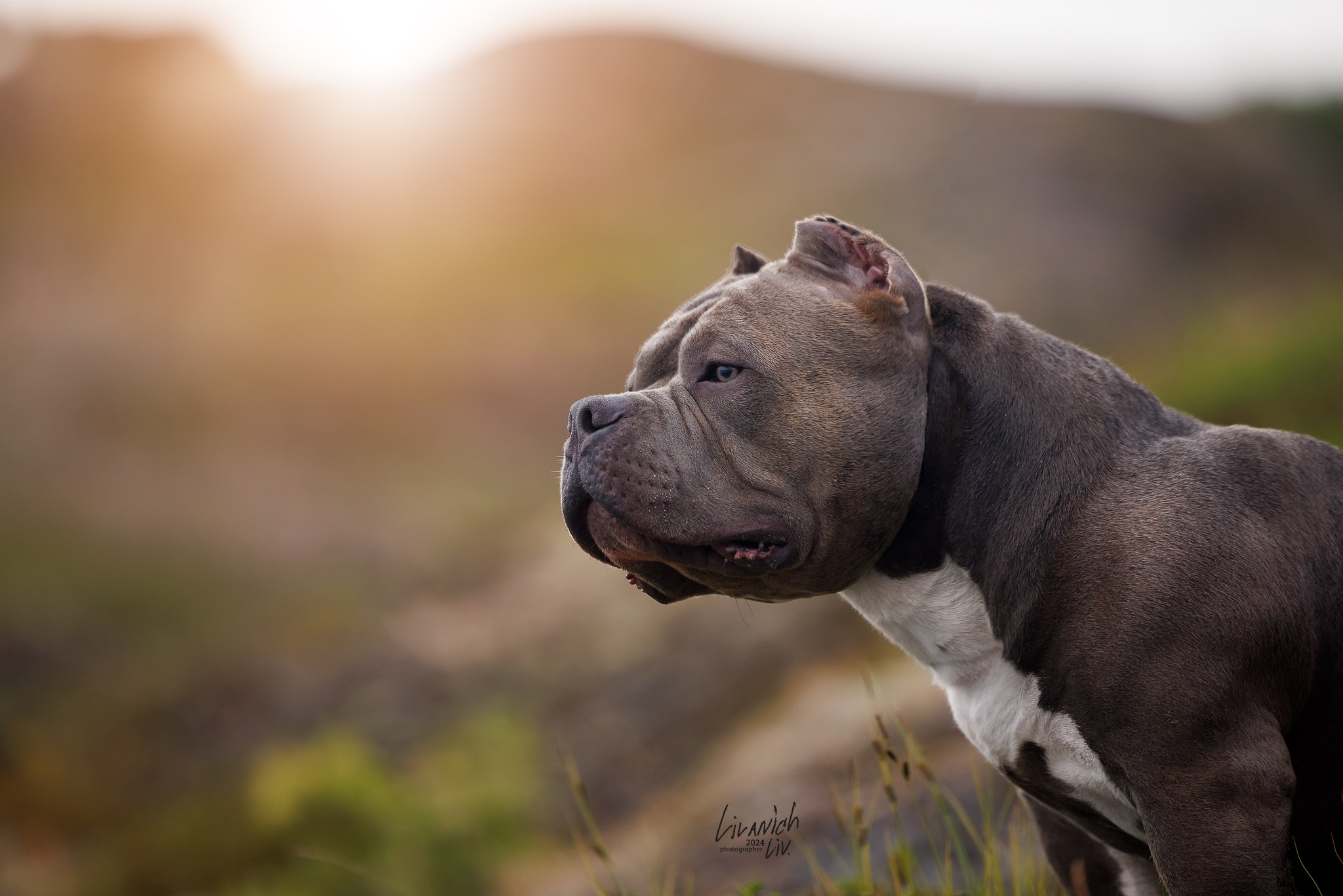 Частные съёмки. Фотограф для вашей собаки