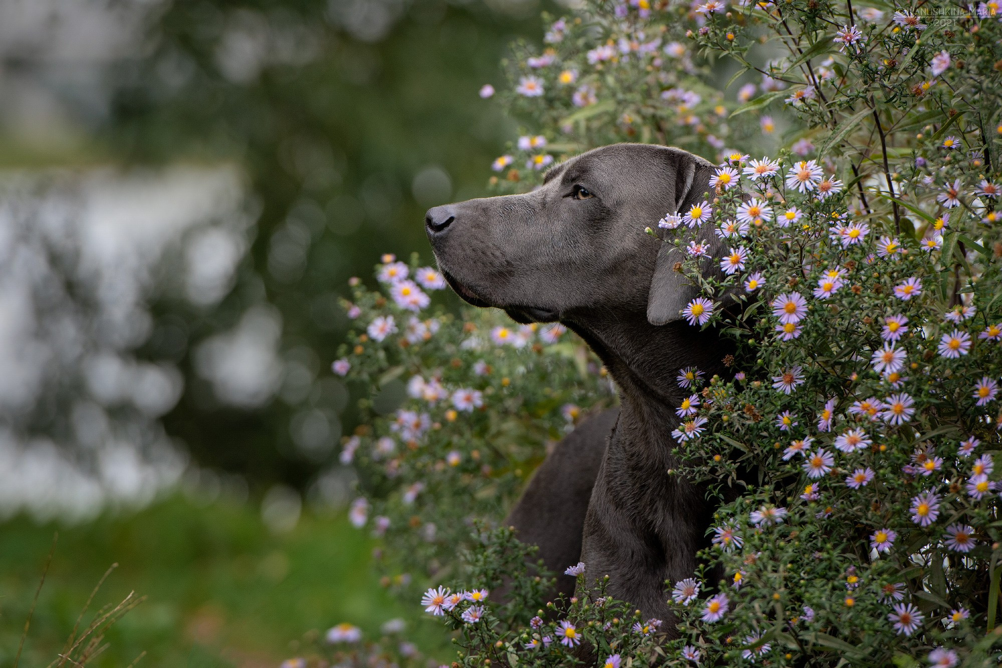 веймаранер