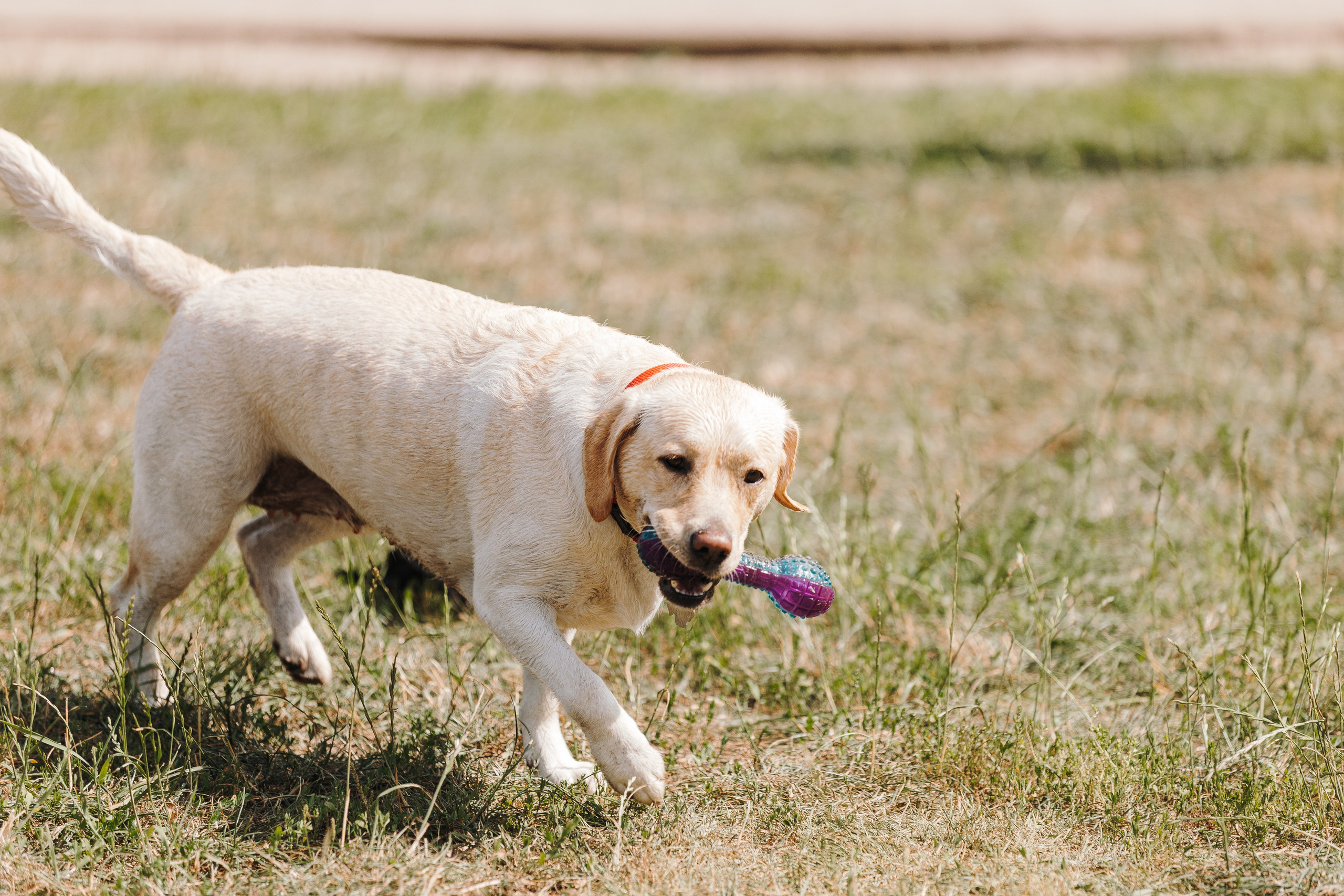 Petshop Sup day. Фотограф анималист Кристина Карпова, Москва