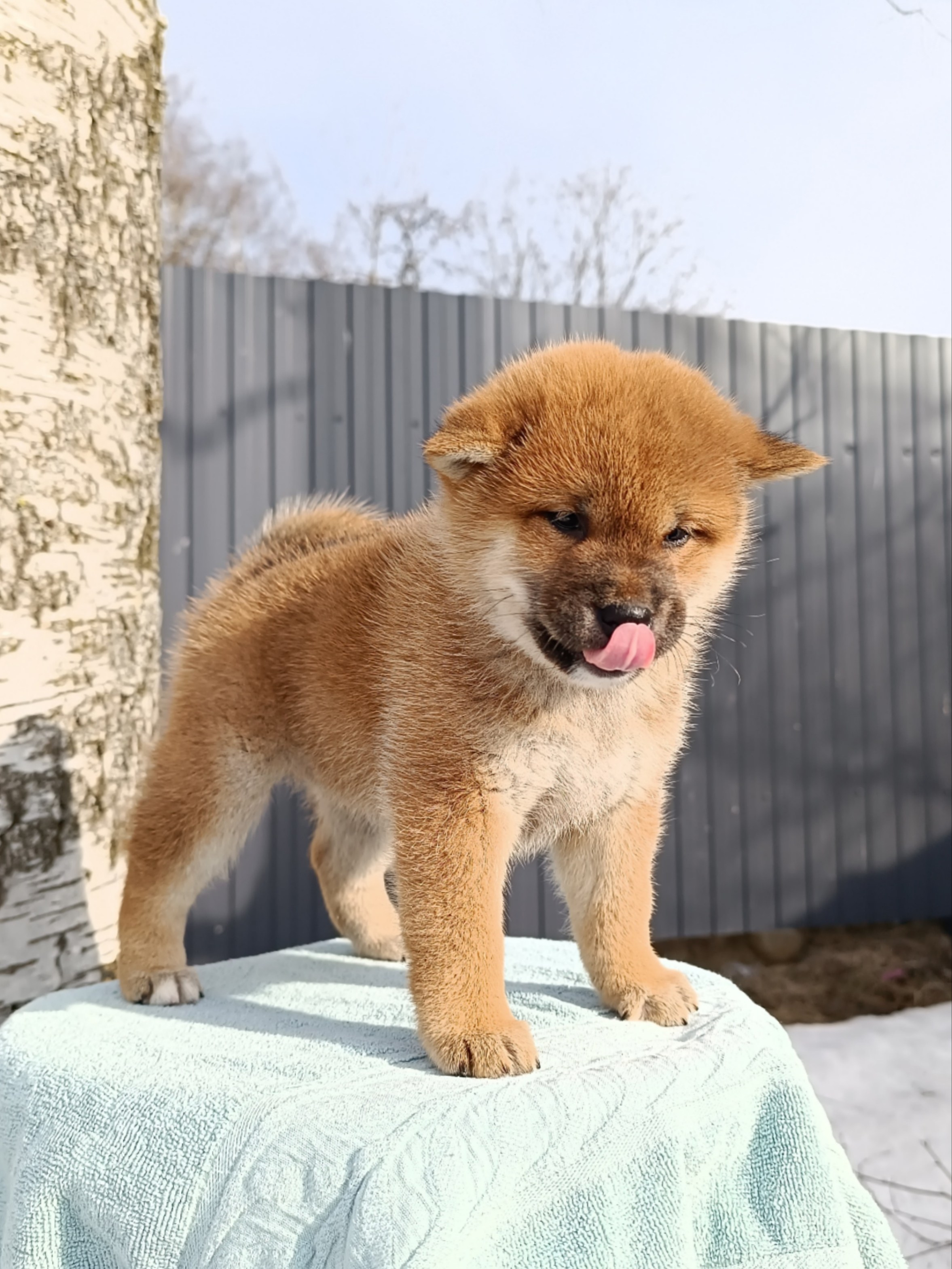 Сиба Rubylight Ellis питомник Рубилайт 