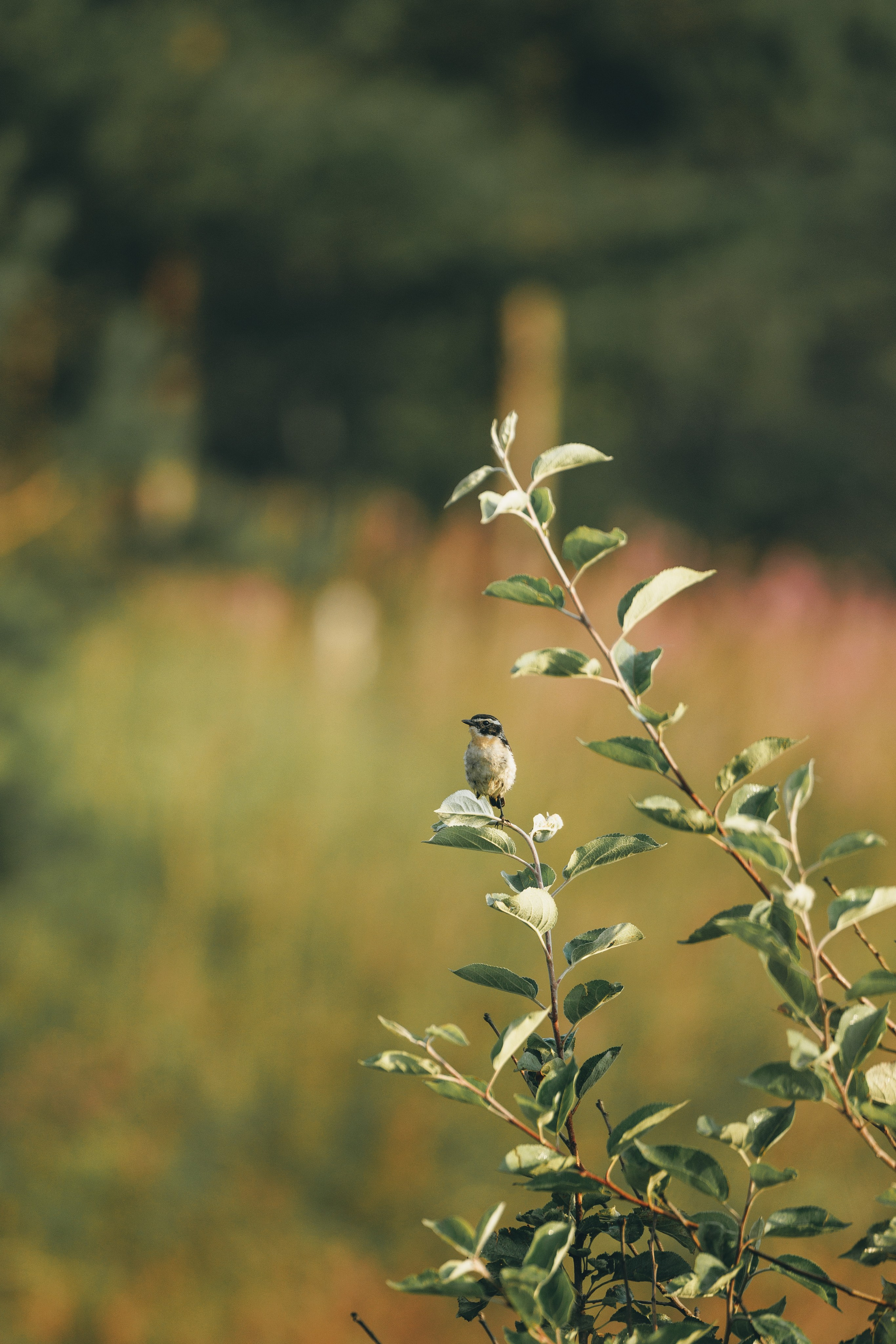 Сергей, Оксана и Жара. Фотограф анималист Осипчикова Мария