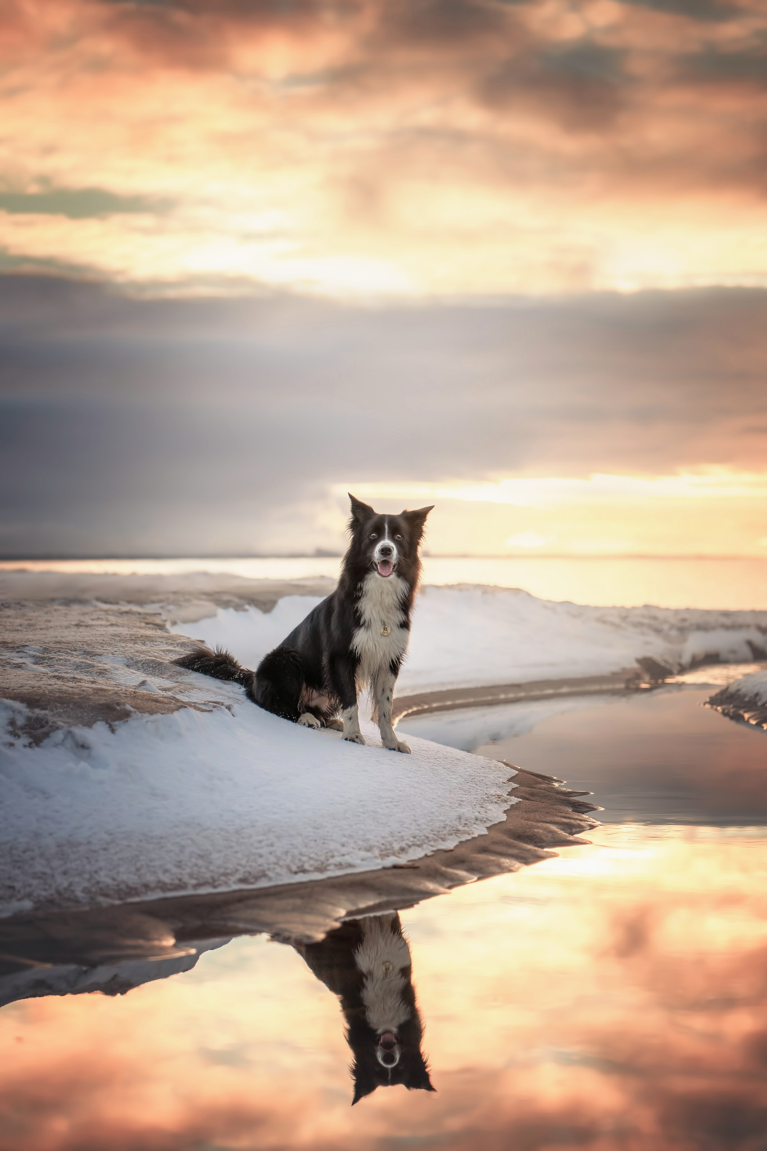 Маккензи. Фотограф анималист Осипчикова Мария