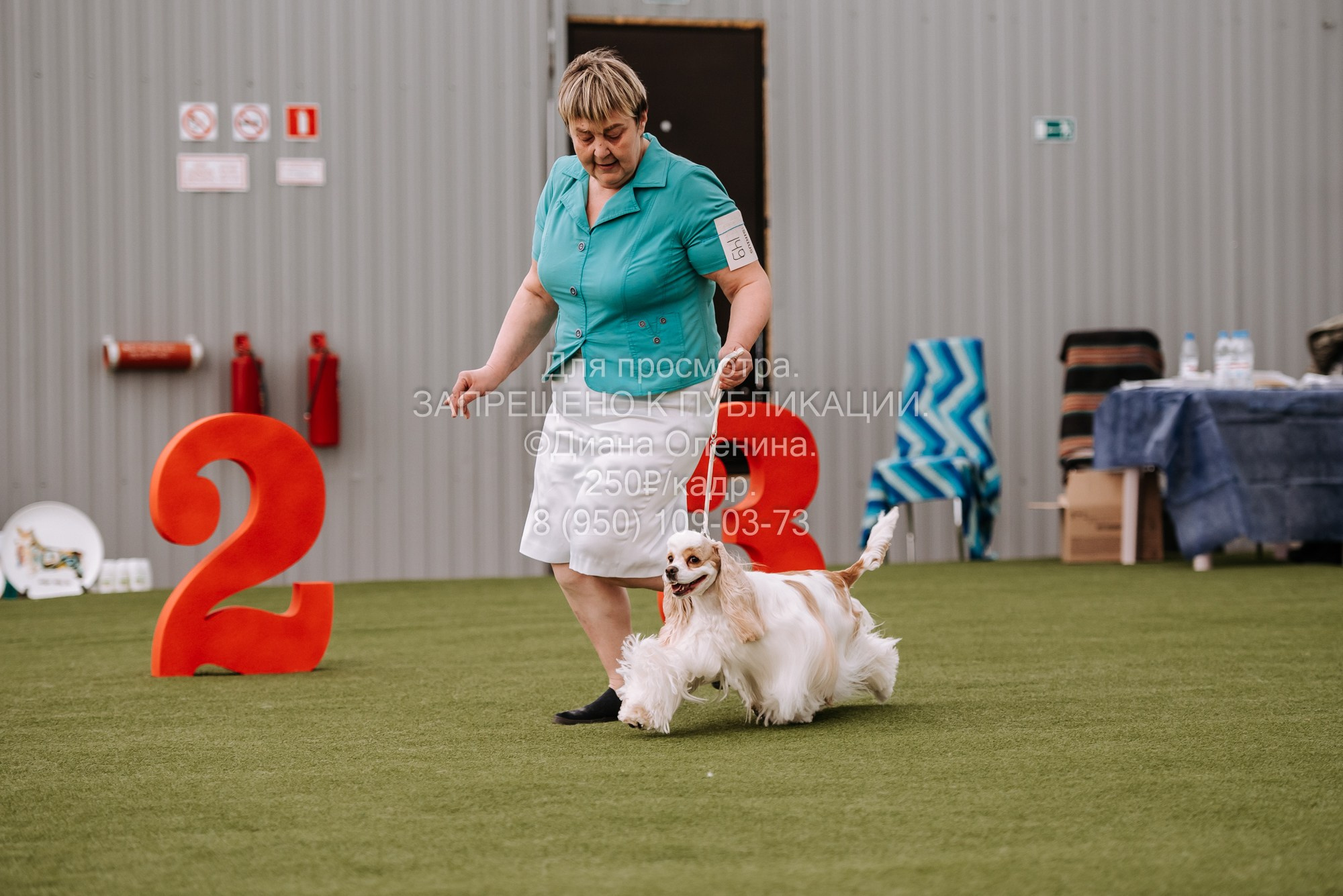Выставка собак Красноярск 2.06. Фотограф Диана Оленина Красноярск / Братск