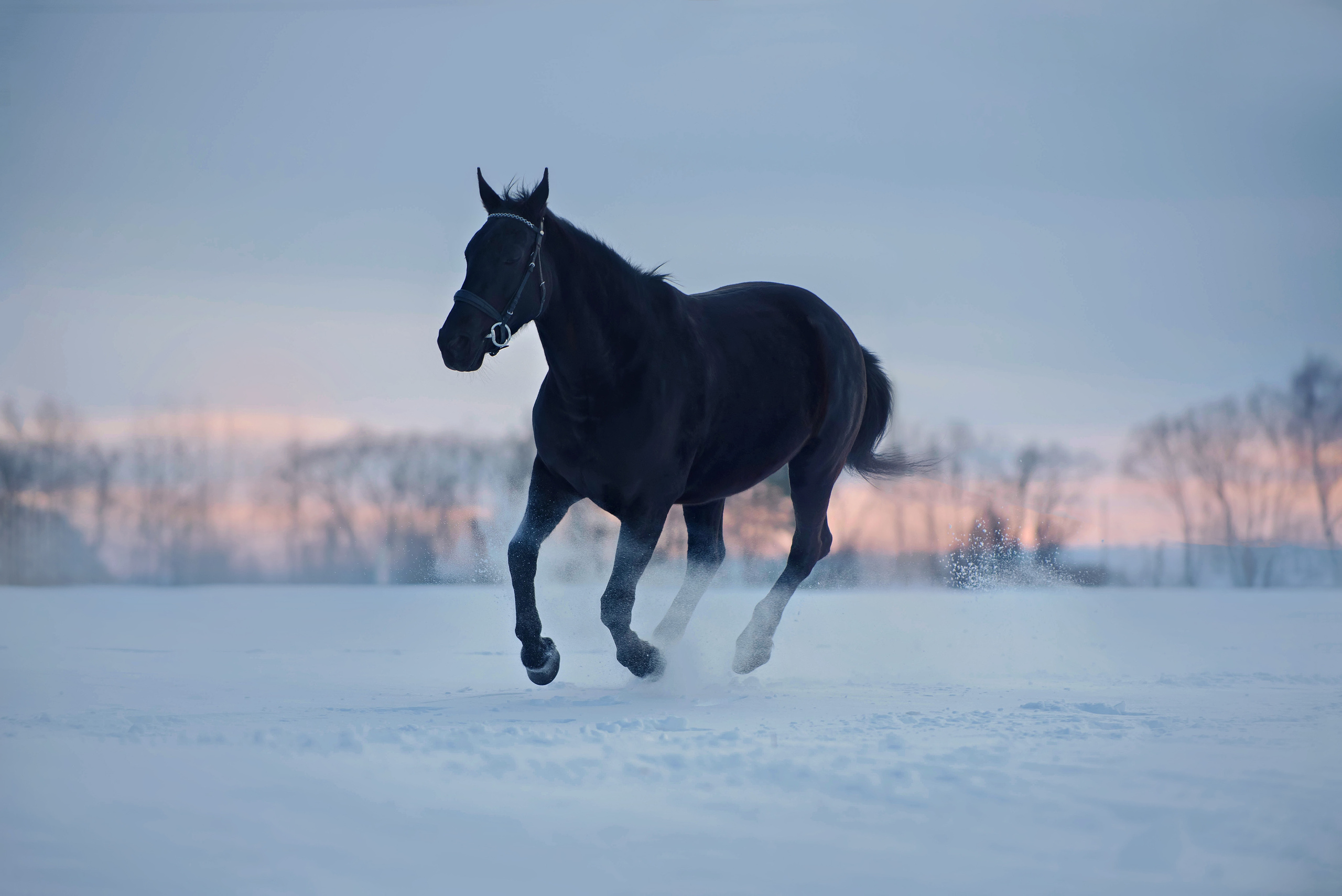 Лошади. Фотограф Вероника Ранцева, фотосессии с лошадьми в Минске и Могилеве