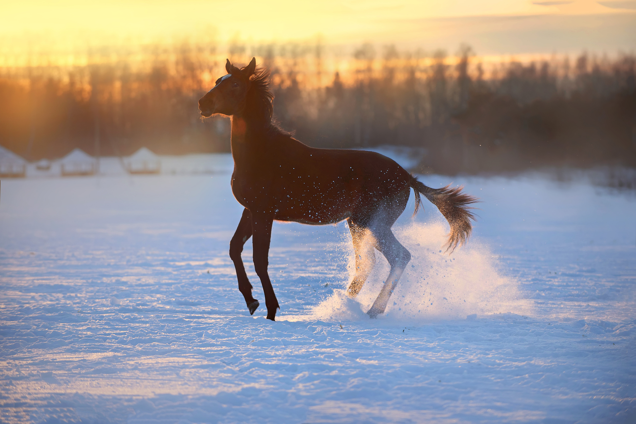 Лошади. Фотограф Вероника Ранцева, фотосессии с лошадьми в Минске и Могилеве