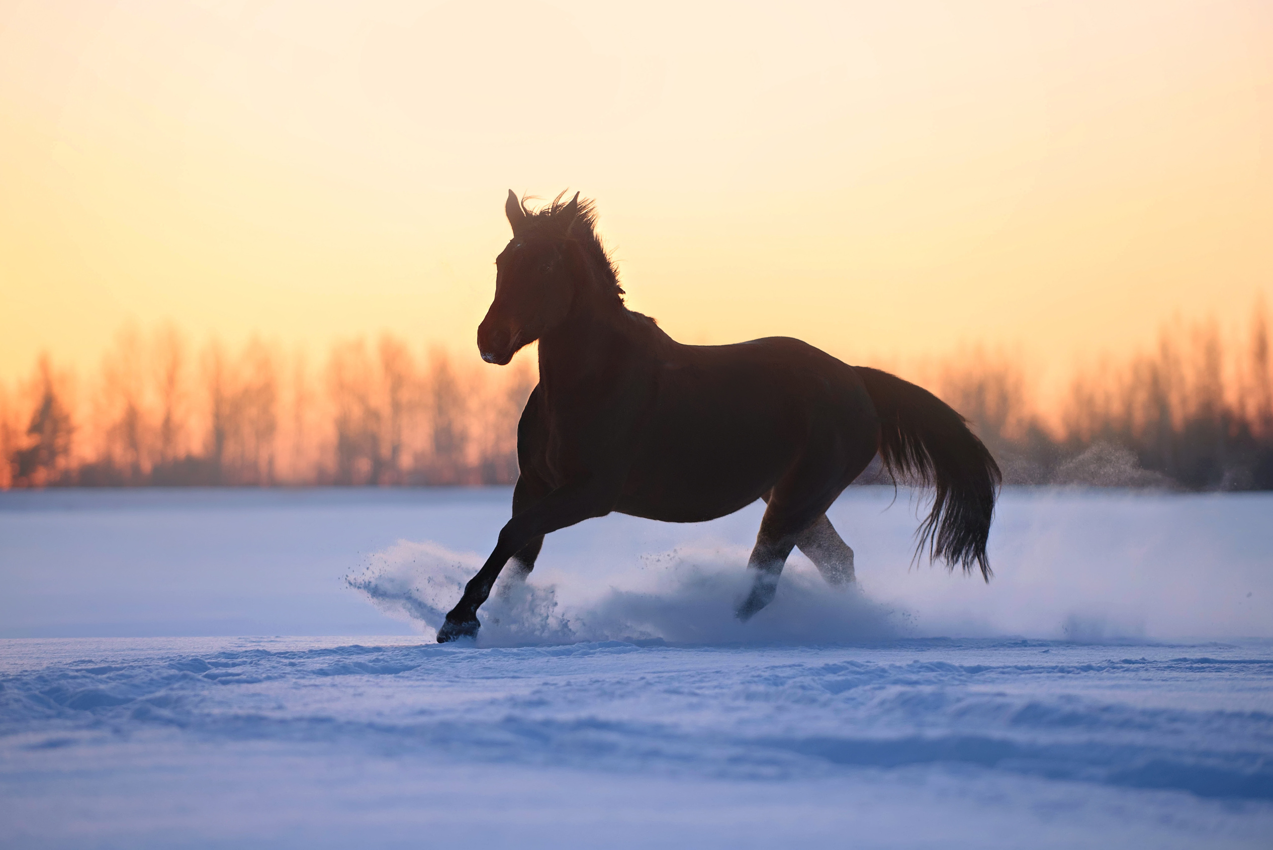 Лошади. Фотограф Вероника Ранцева, фотосессии с лошадьми в Минске и Могилеве