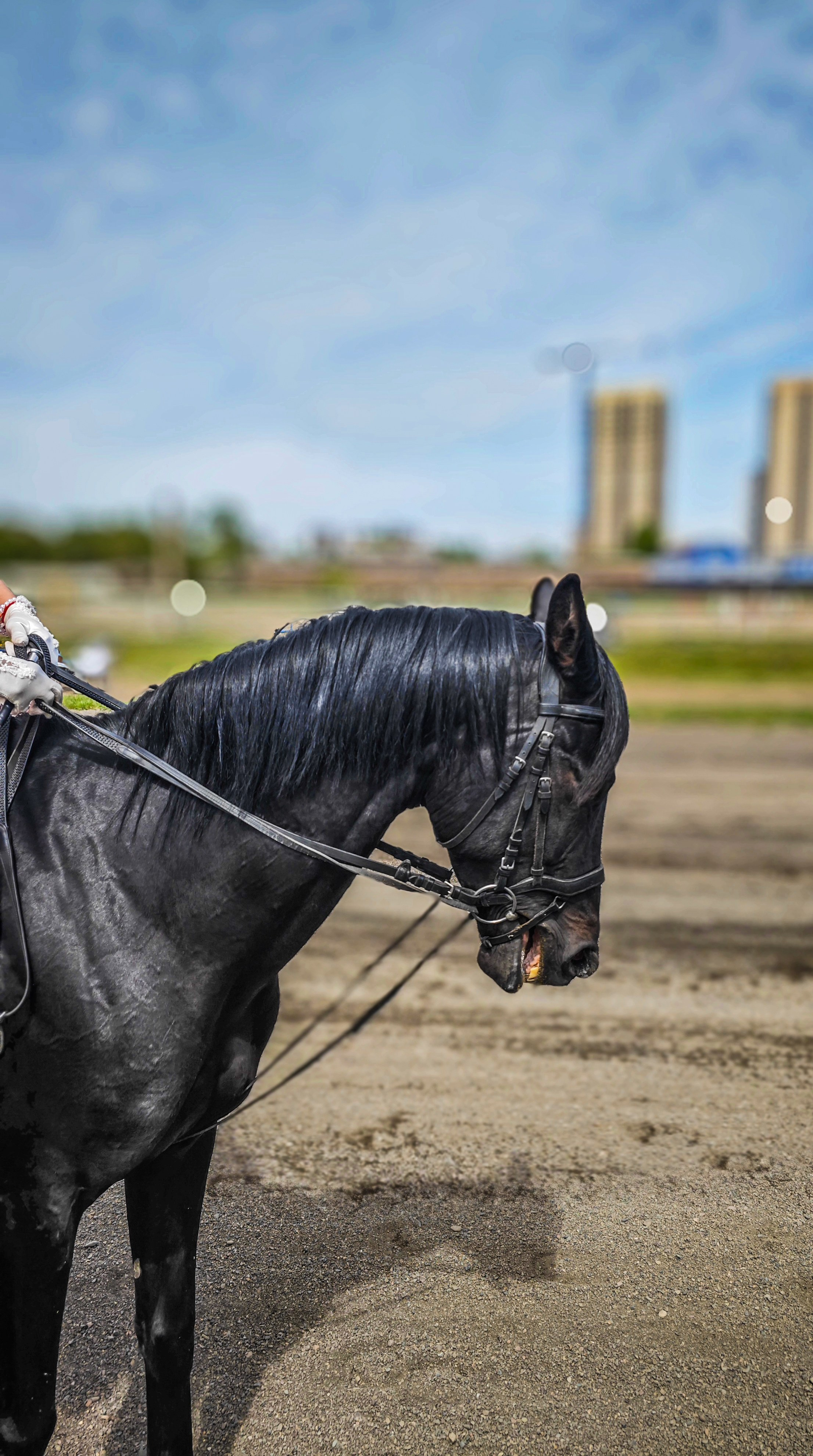 Красноярский ипподром. Открытие сезона 2025. Игорь Урывский. Фотограф Красноярск