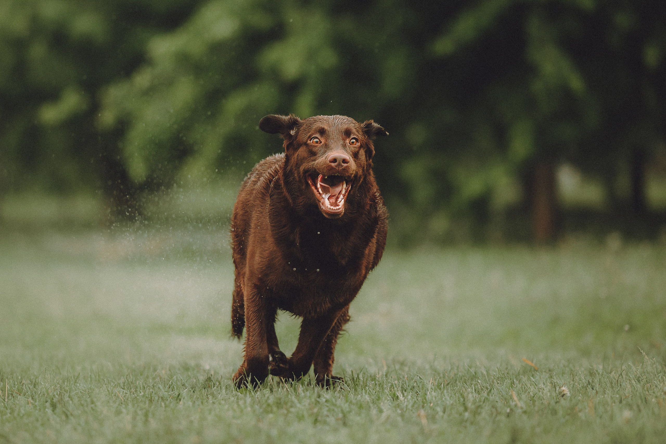 Катя, Ваня и Джеси