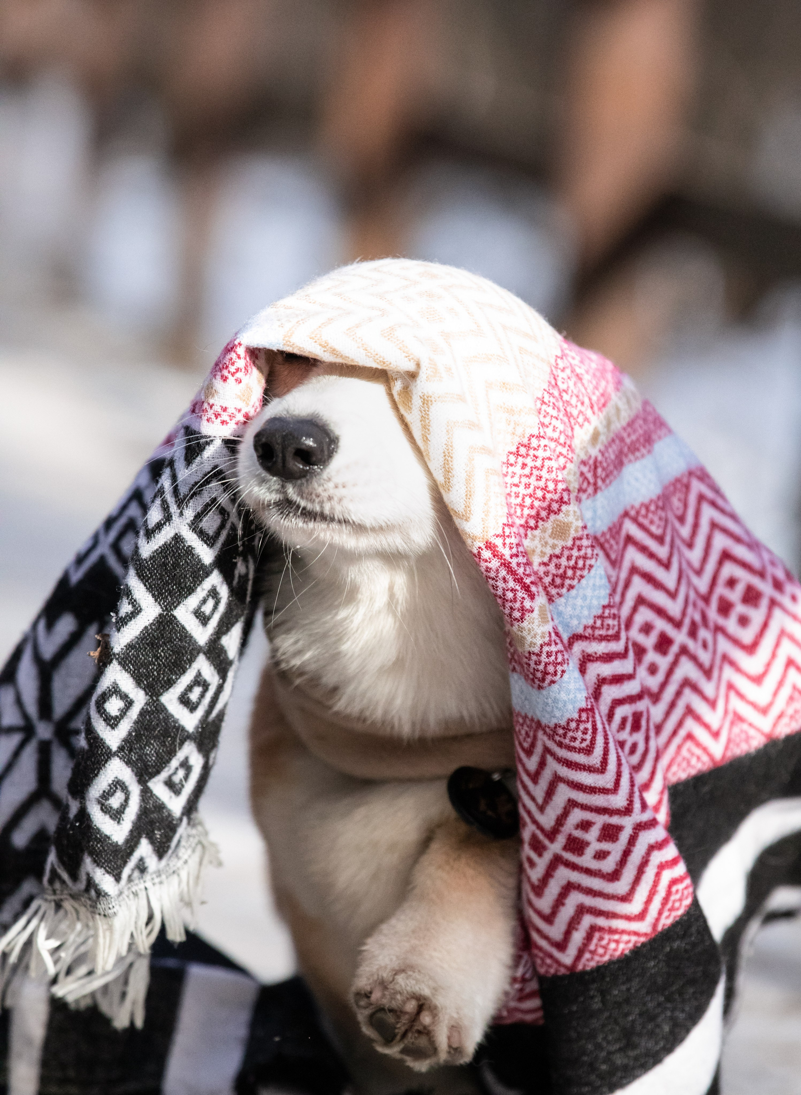 Даша и Дживс. Фотограф-анималист Смирнова Клеопатра|Москва