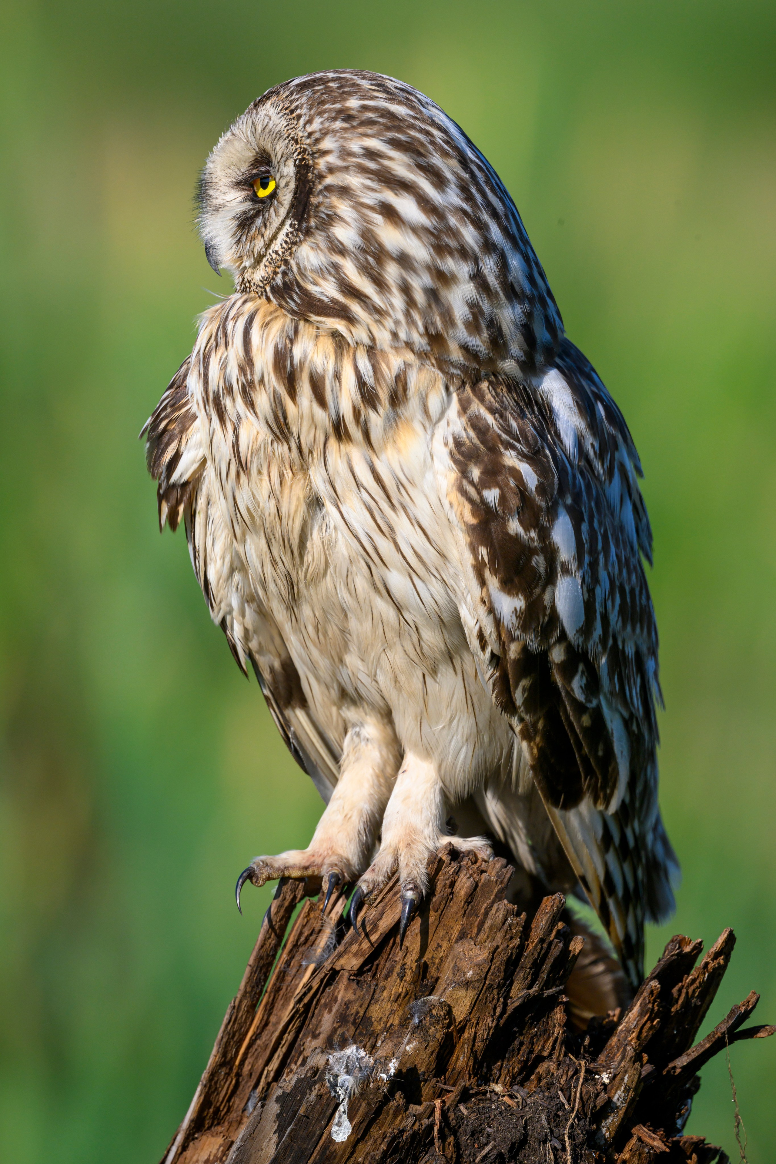Short eared owl. Wildlife photography by Sergey Puponin