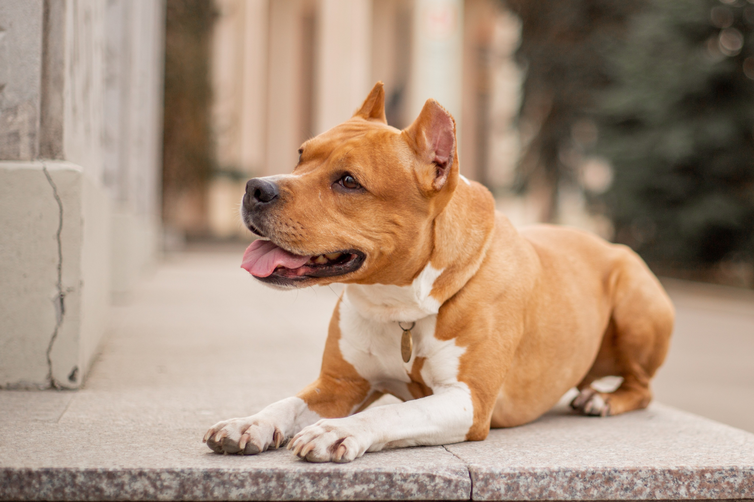 Домашние питомцы. Фотосессии с лошадьми в Москве и МО