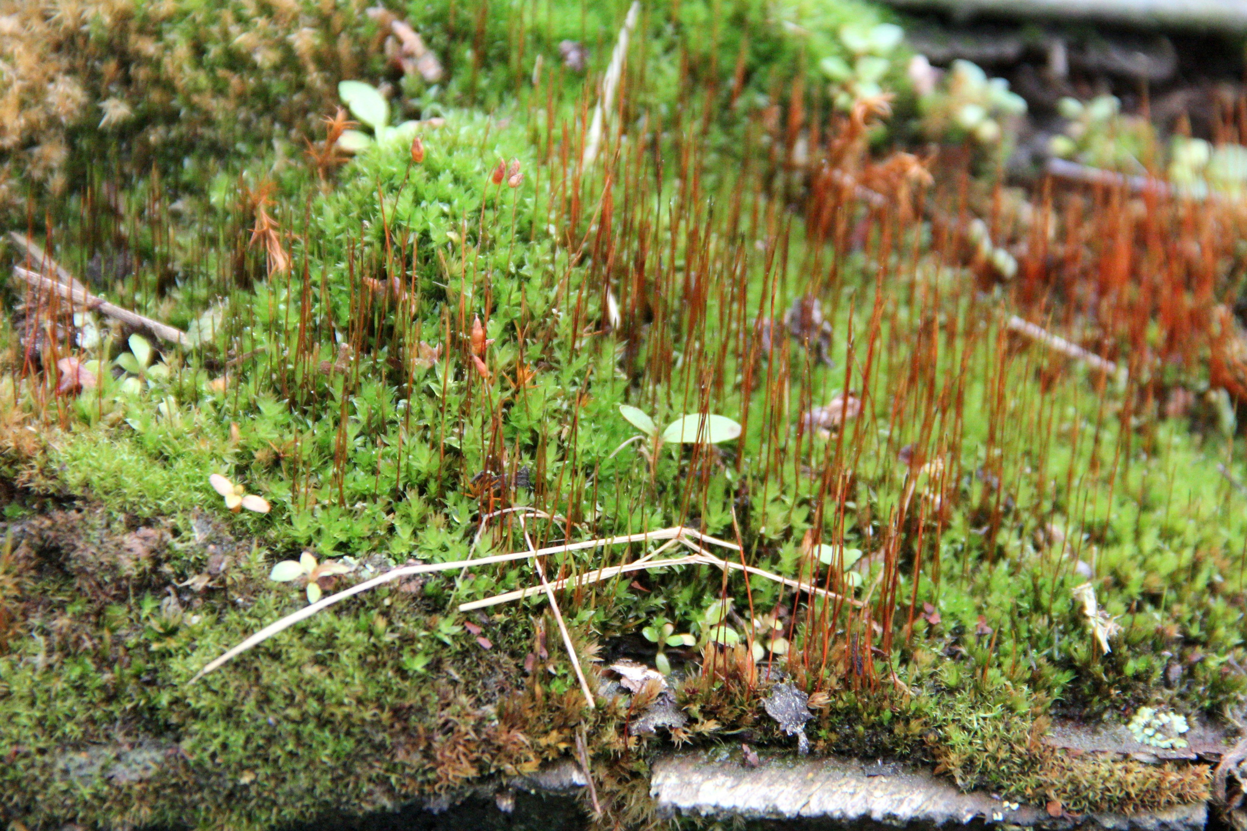 Природа. Растения. Фотограф в Санкт-Петербурге Александр Костюнин