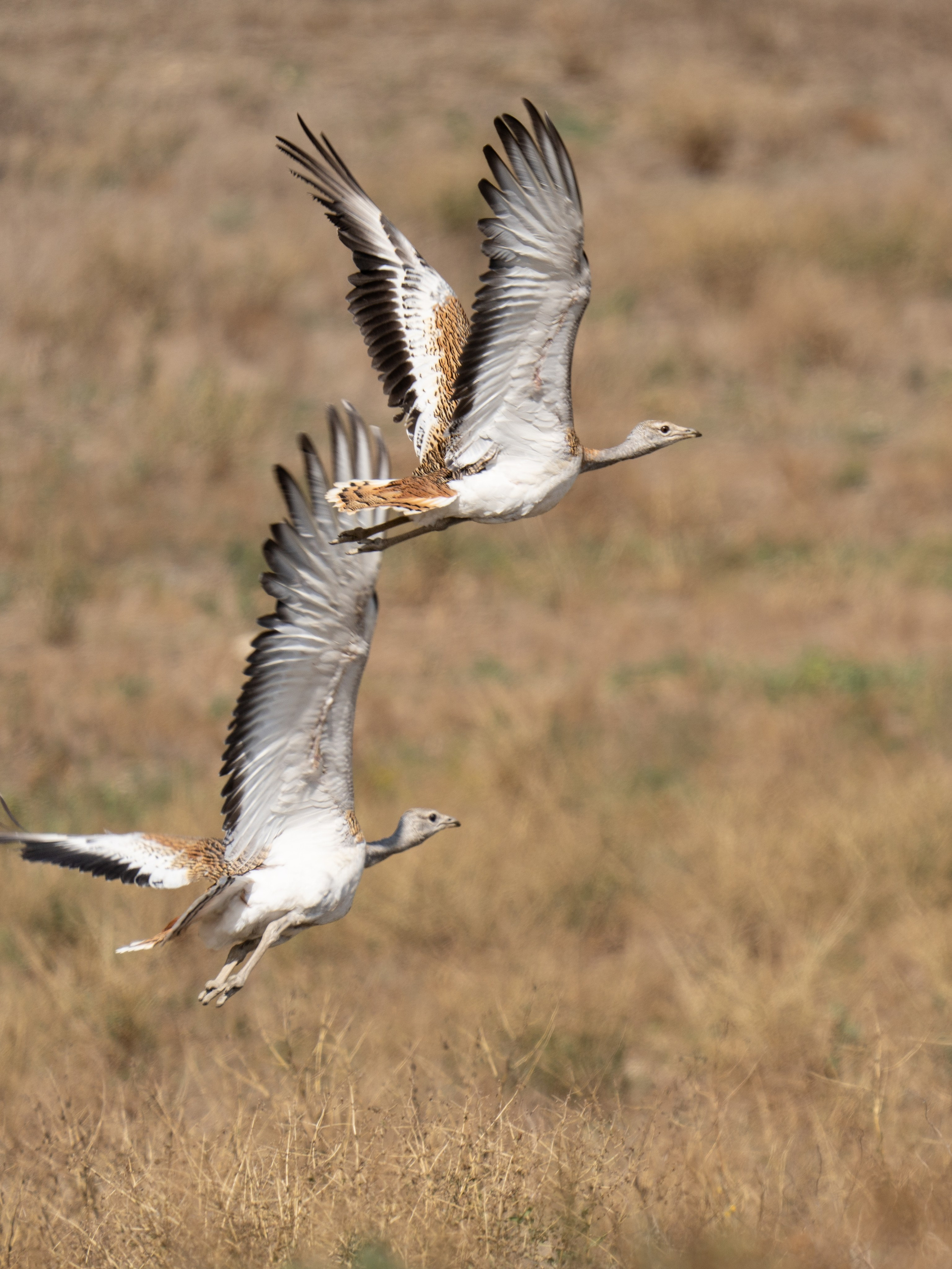 Фотосъемка животных и птиц. Интерьерный и архитектурный фотограф в Москве Панова Ольга