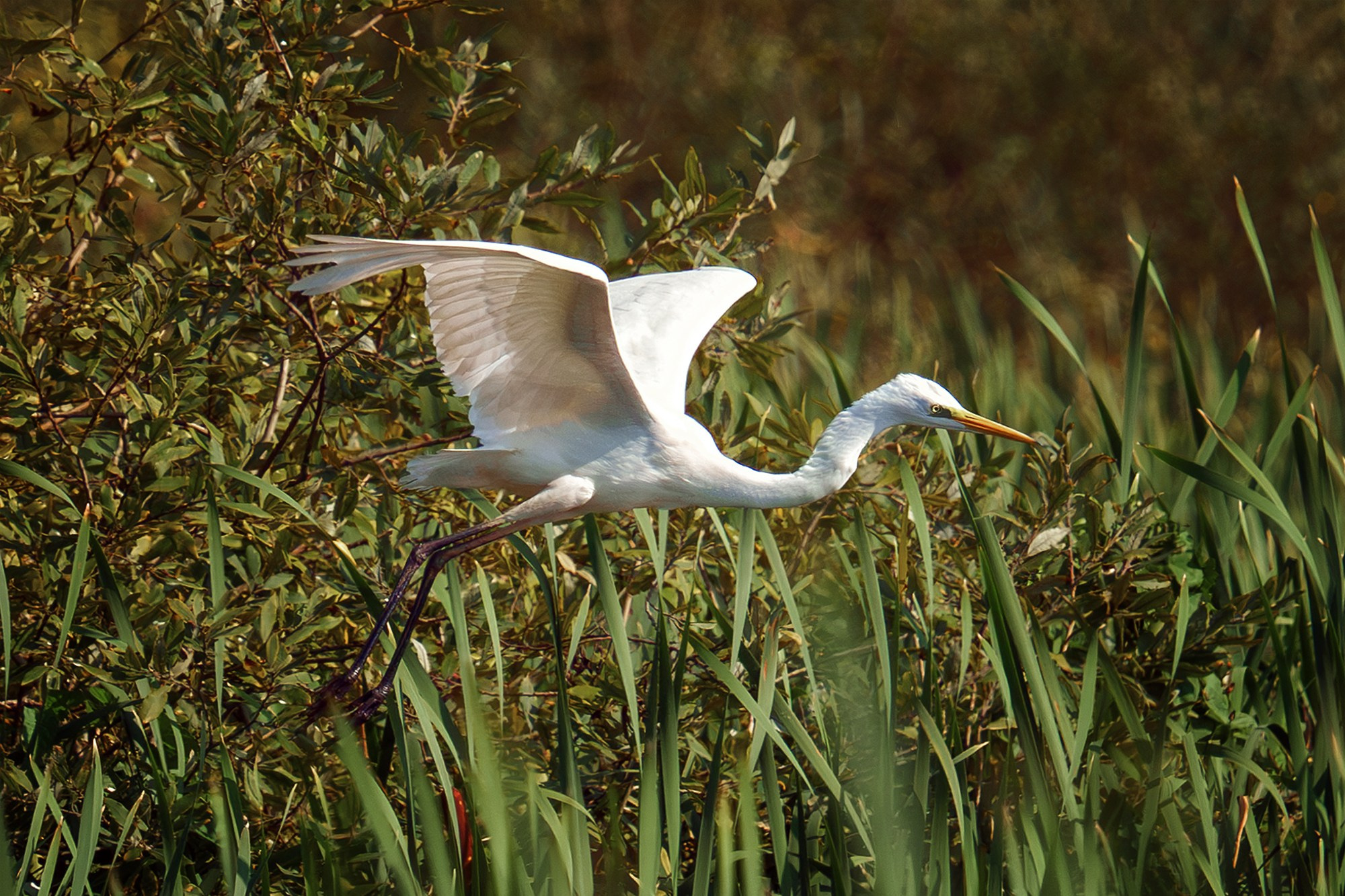 Удивительные мир птиц. Вокруг нас столько прекрасного — присмотритесь!. Ваш личный фотограф Марина Волкова