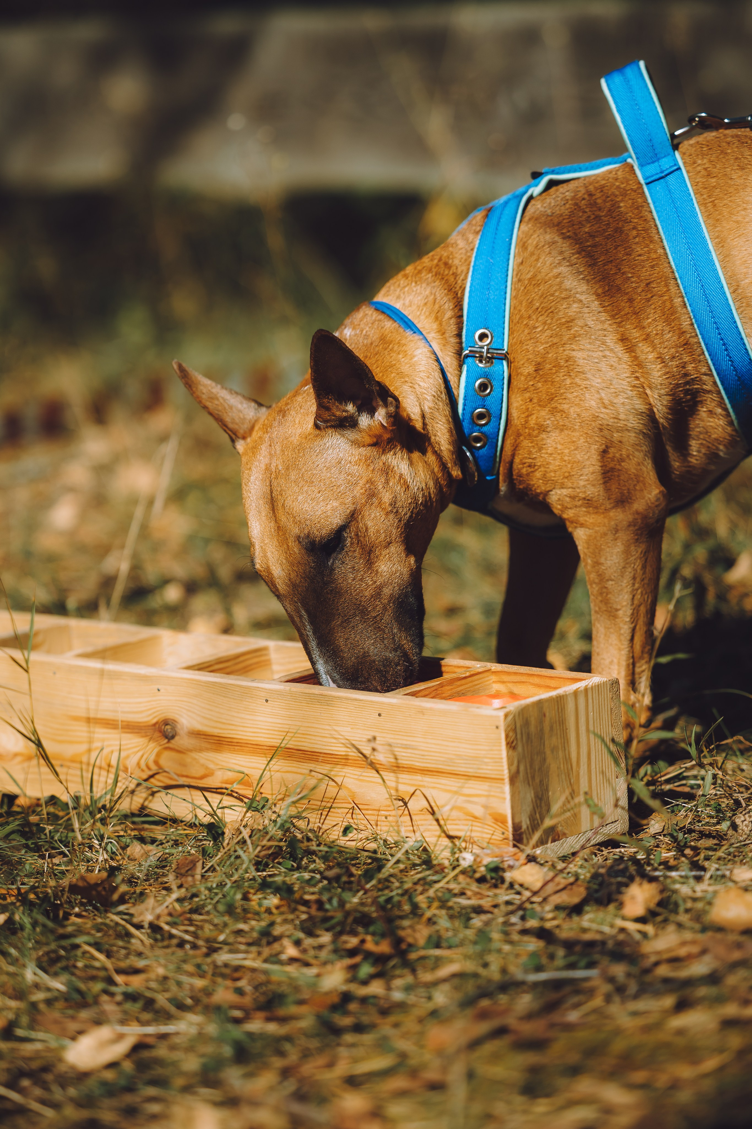 Выездной дог-тренинг от школы «Шерсть имею», Тованово