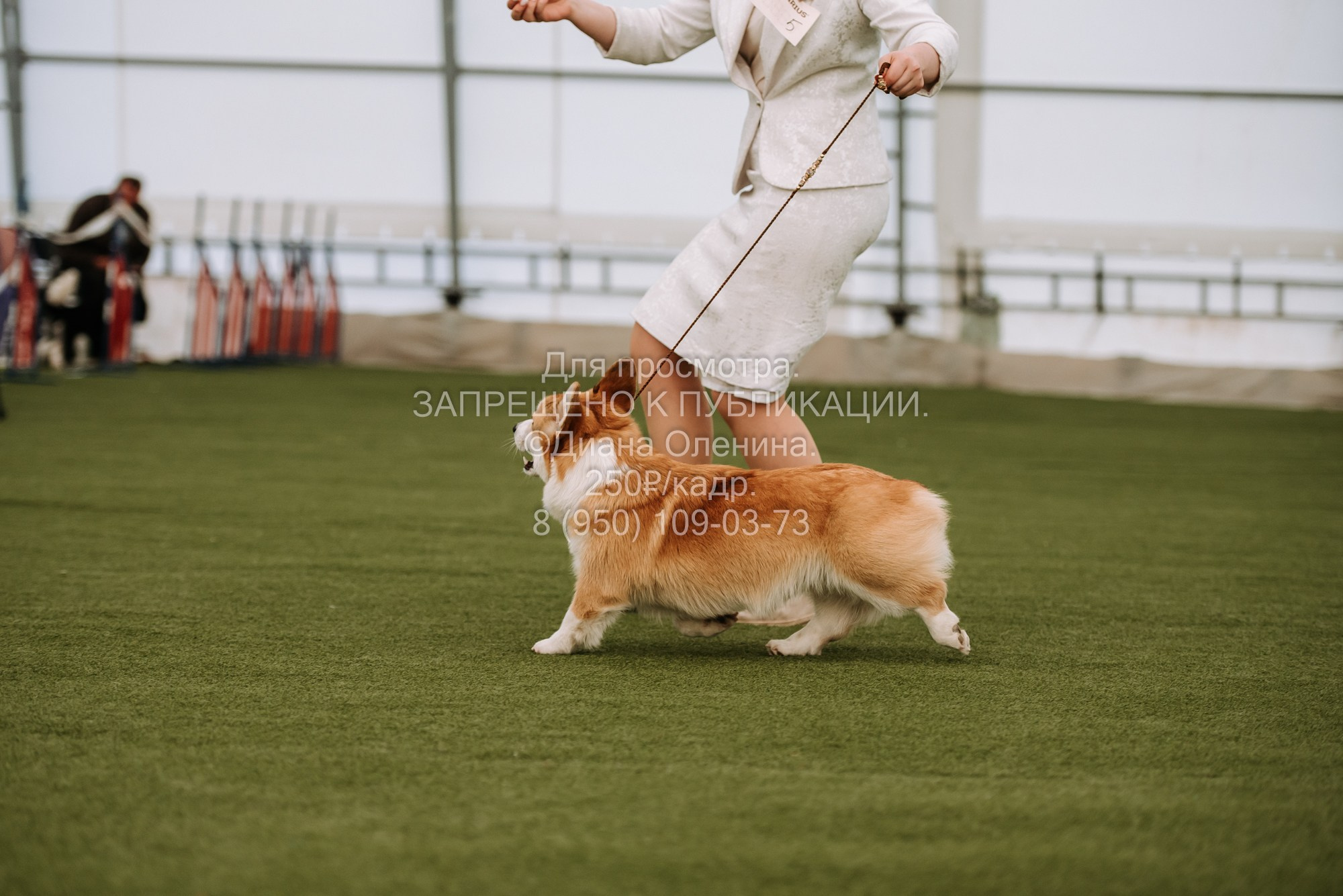 Выставка собак Красноярск 2.06. Фотограф Диана Оленина Красноярск / Братск